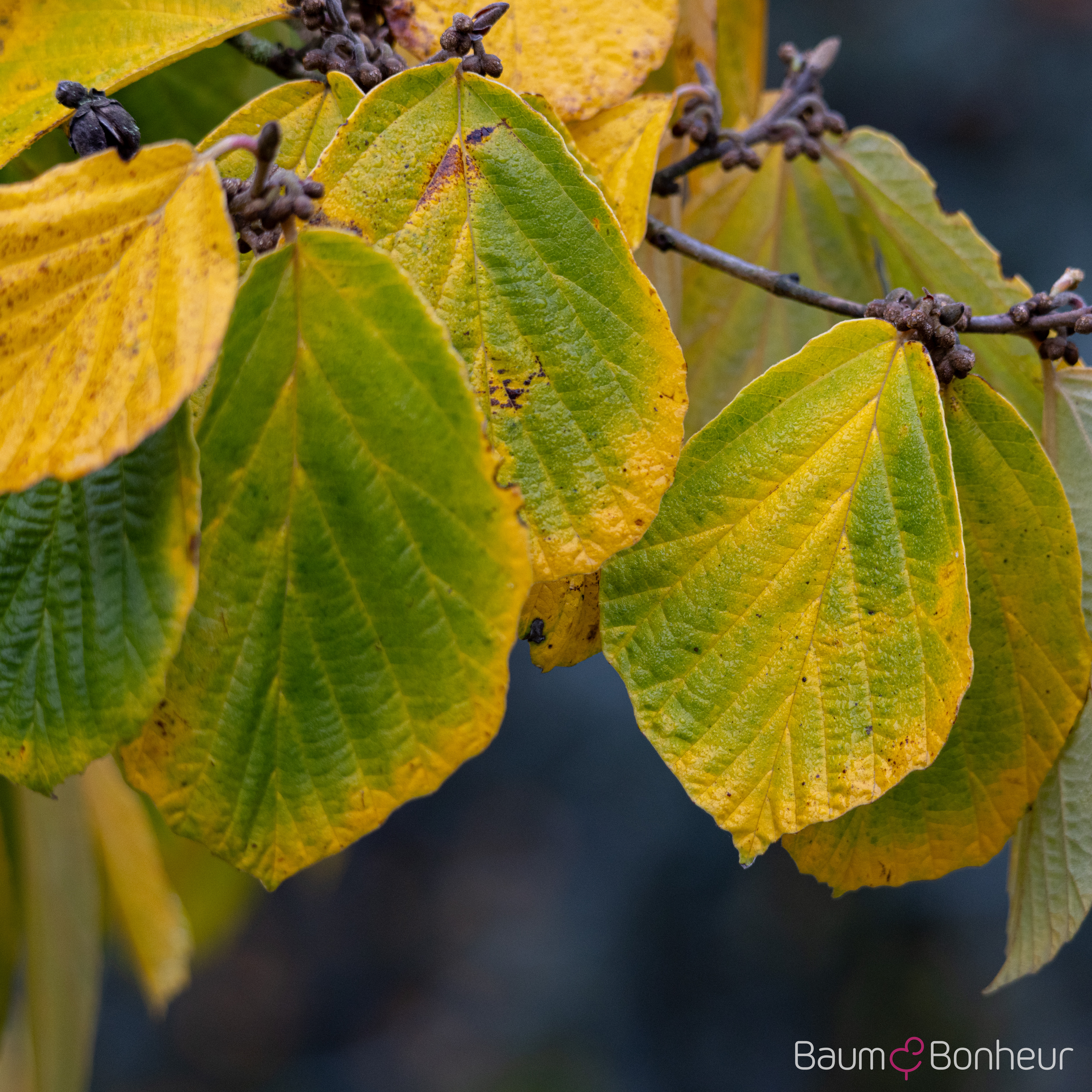 Hamamelis mollis