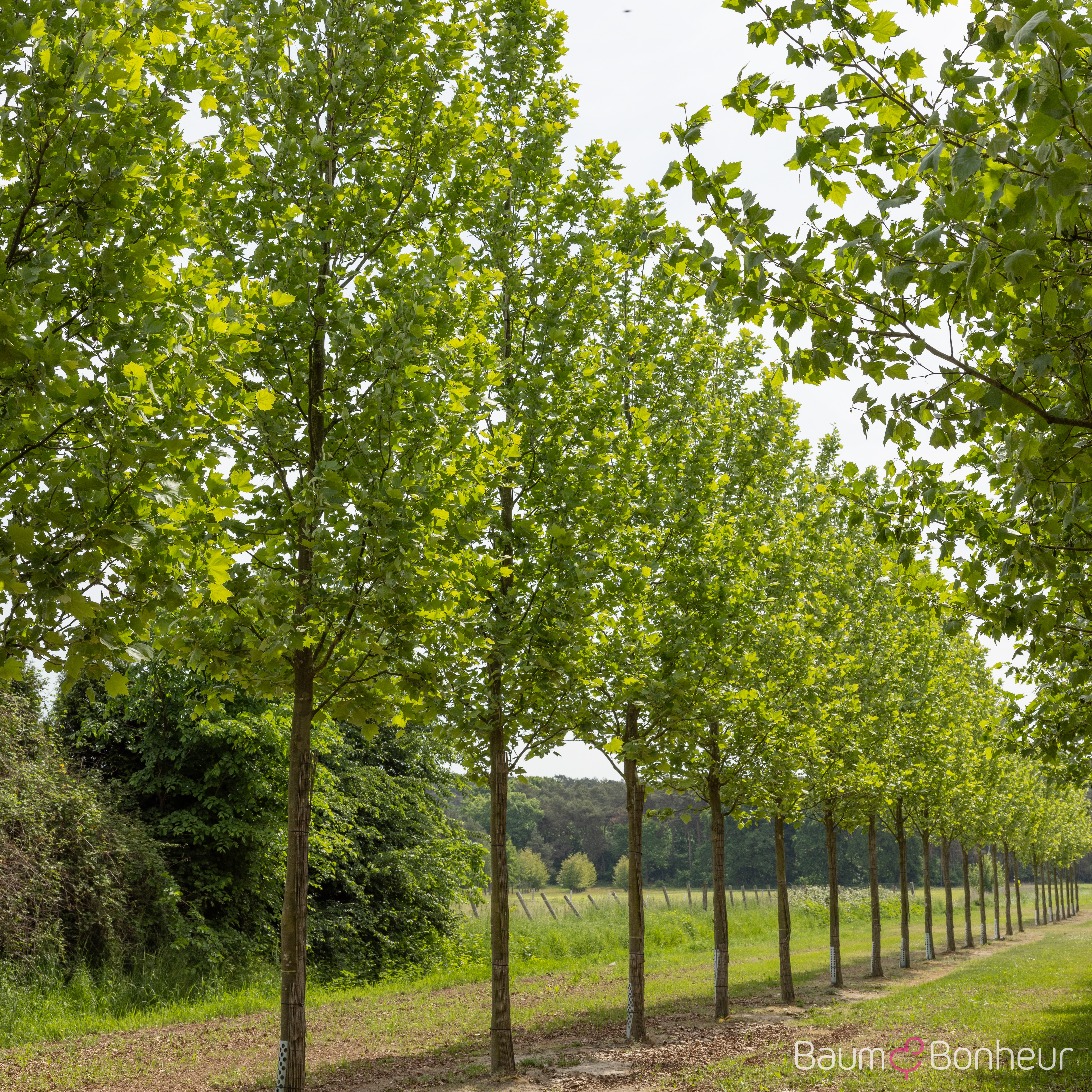 Platanus hispanica 'Tremonia'