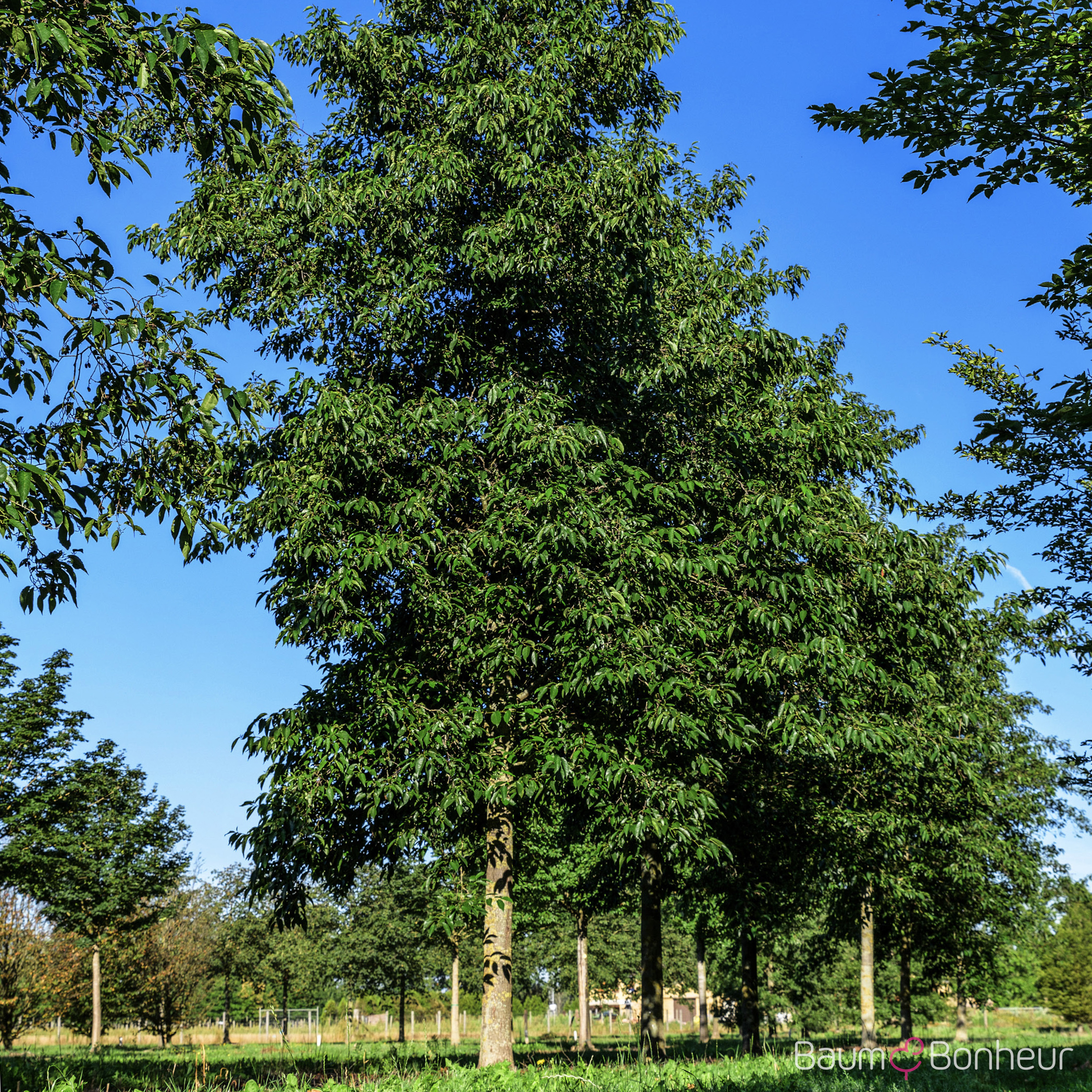 Alnus x spaethii