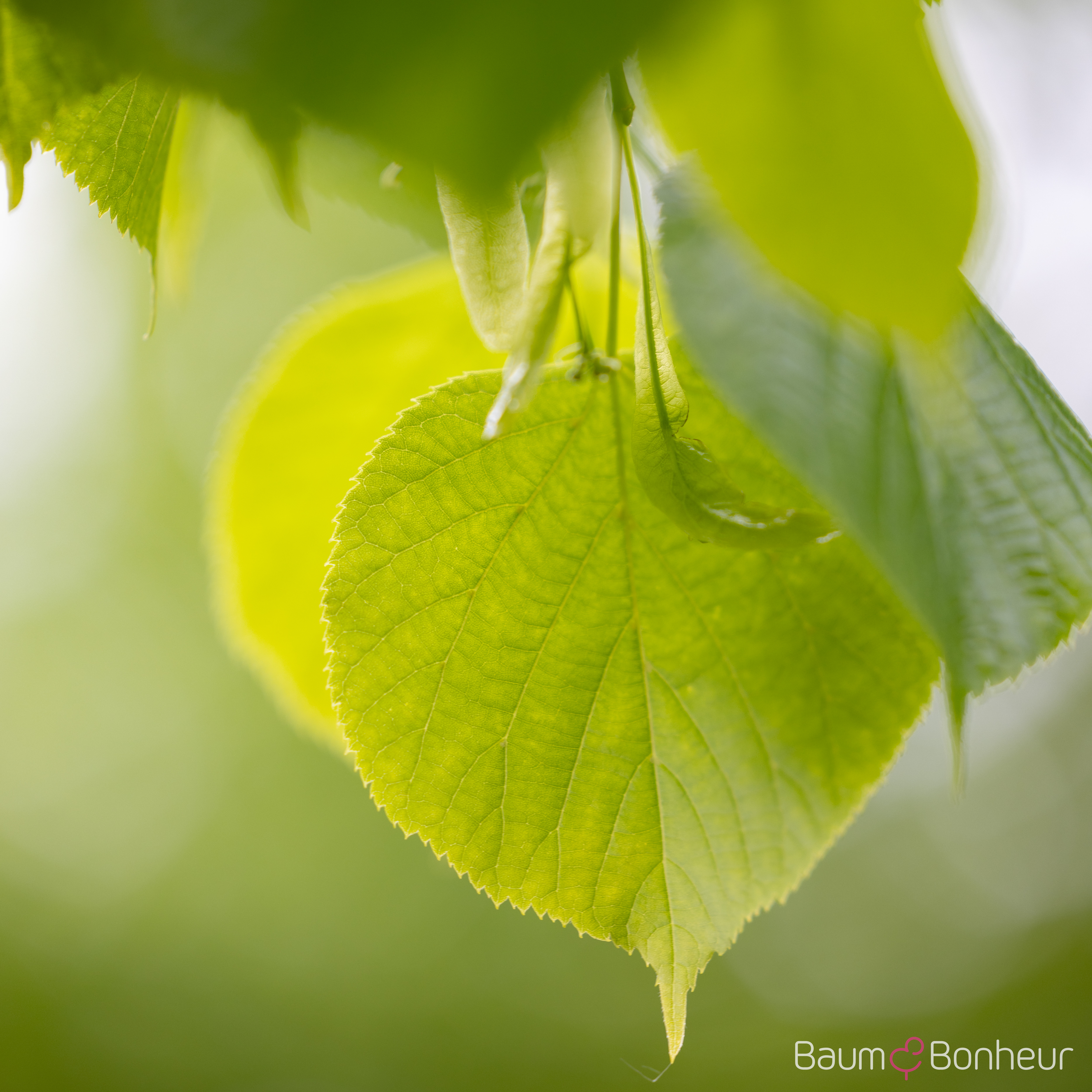 Tilia americana 'Nova'