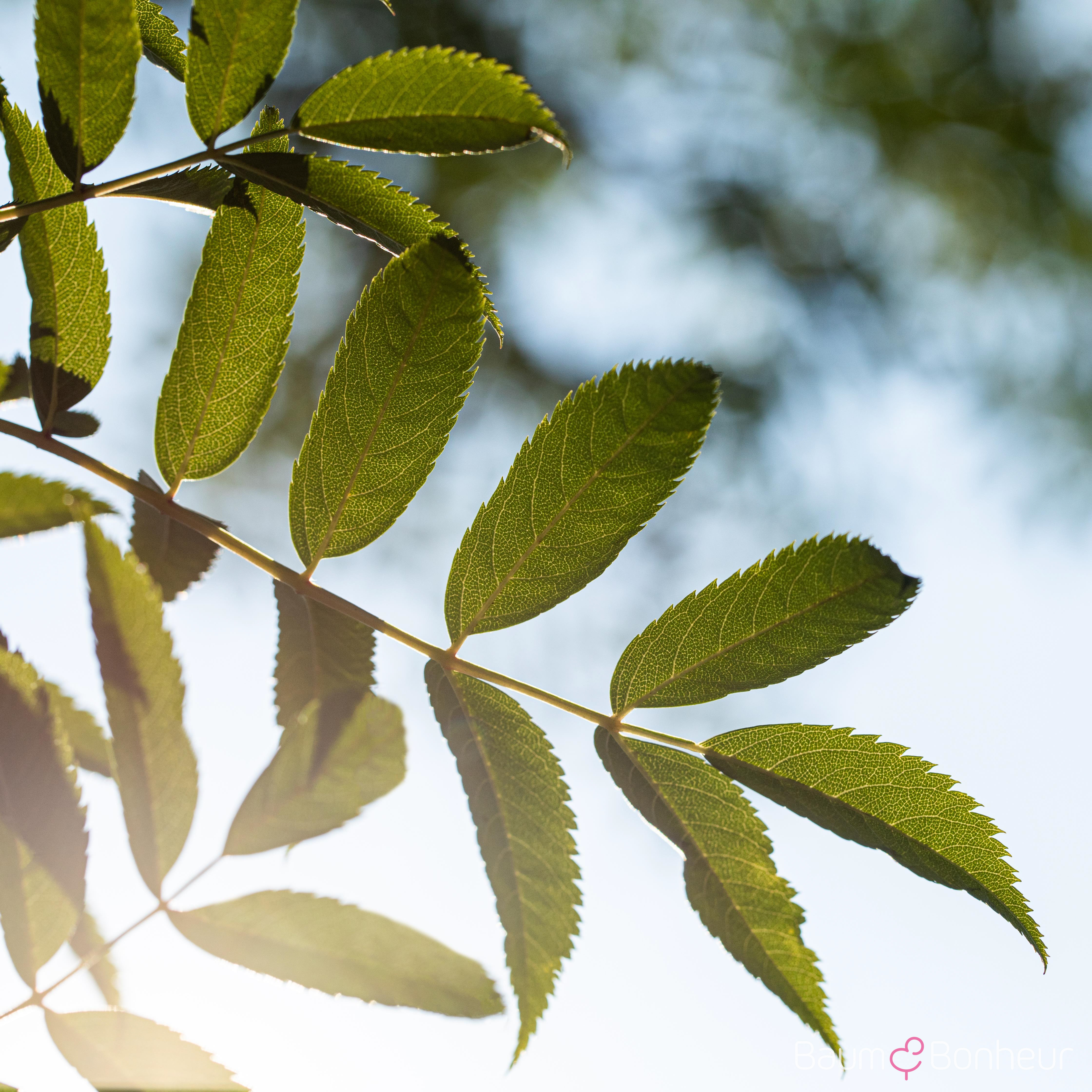 Sorbus serotina