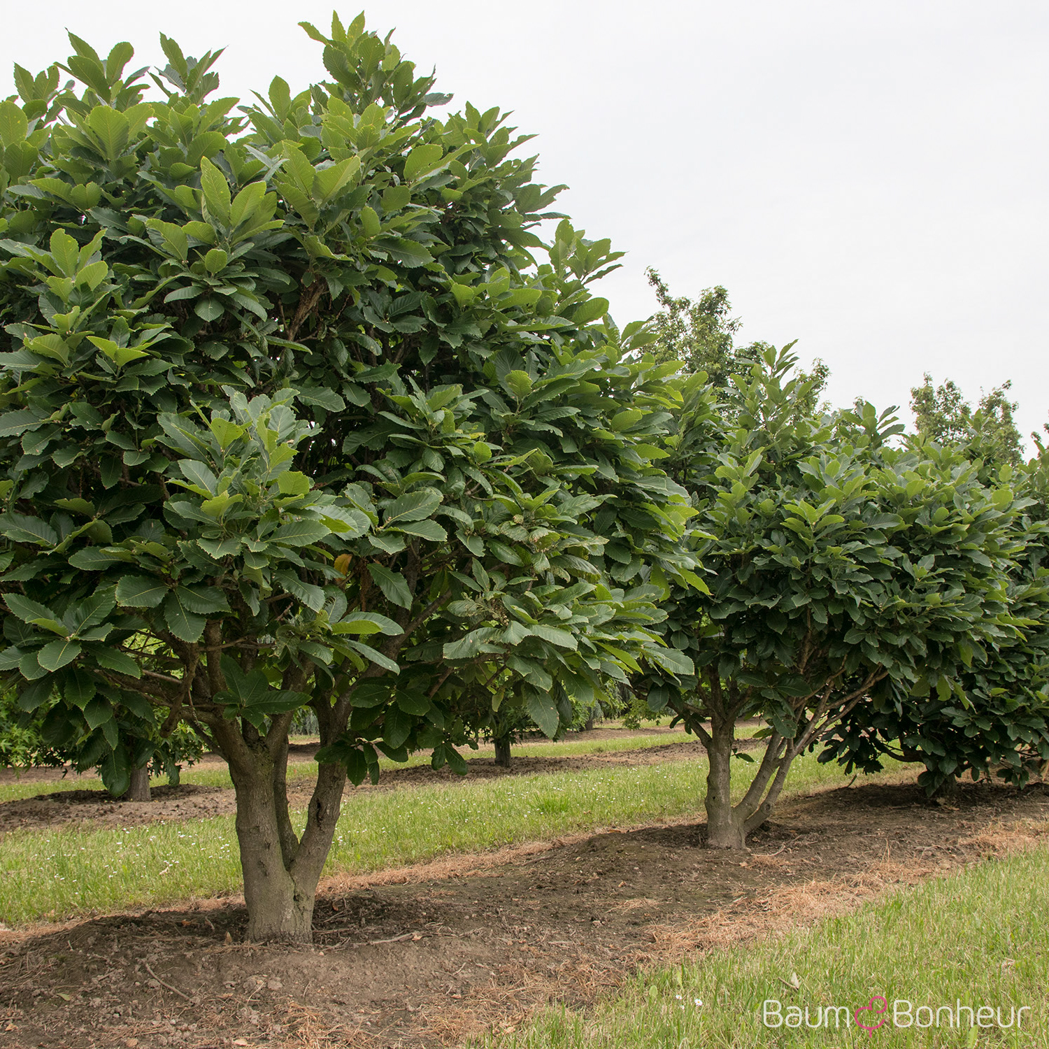Quercus pontica