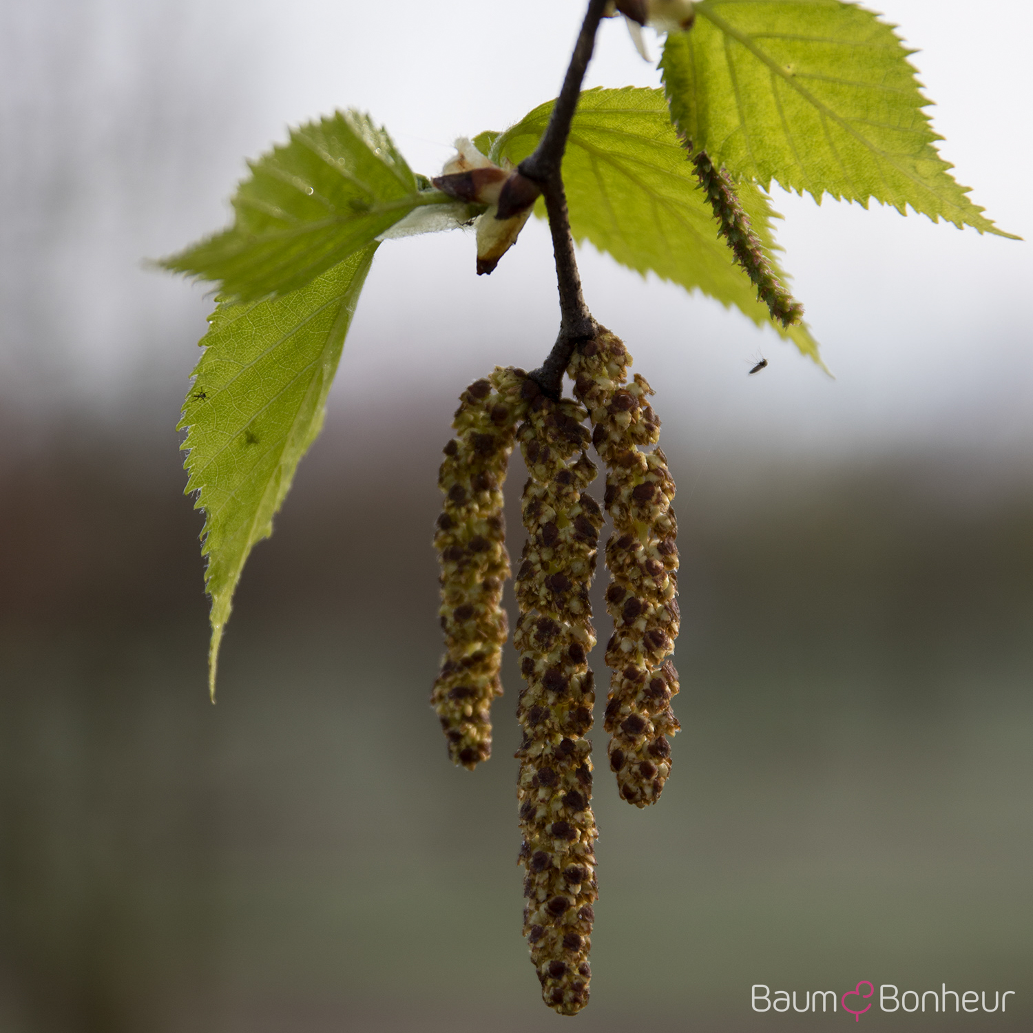 Betula papyrifera