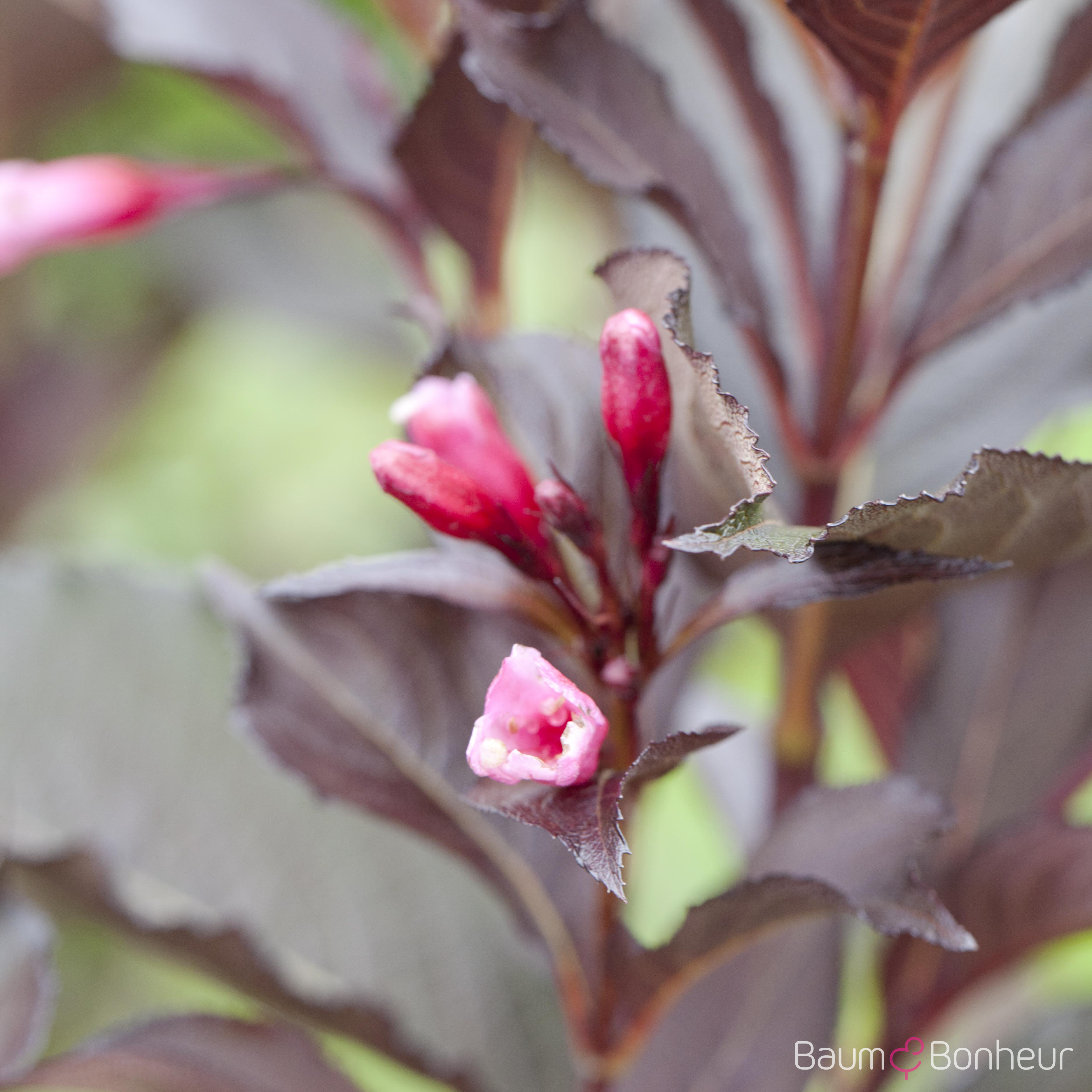 Weigela florida 'Victoria'