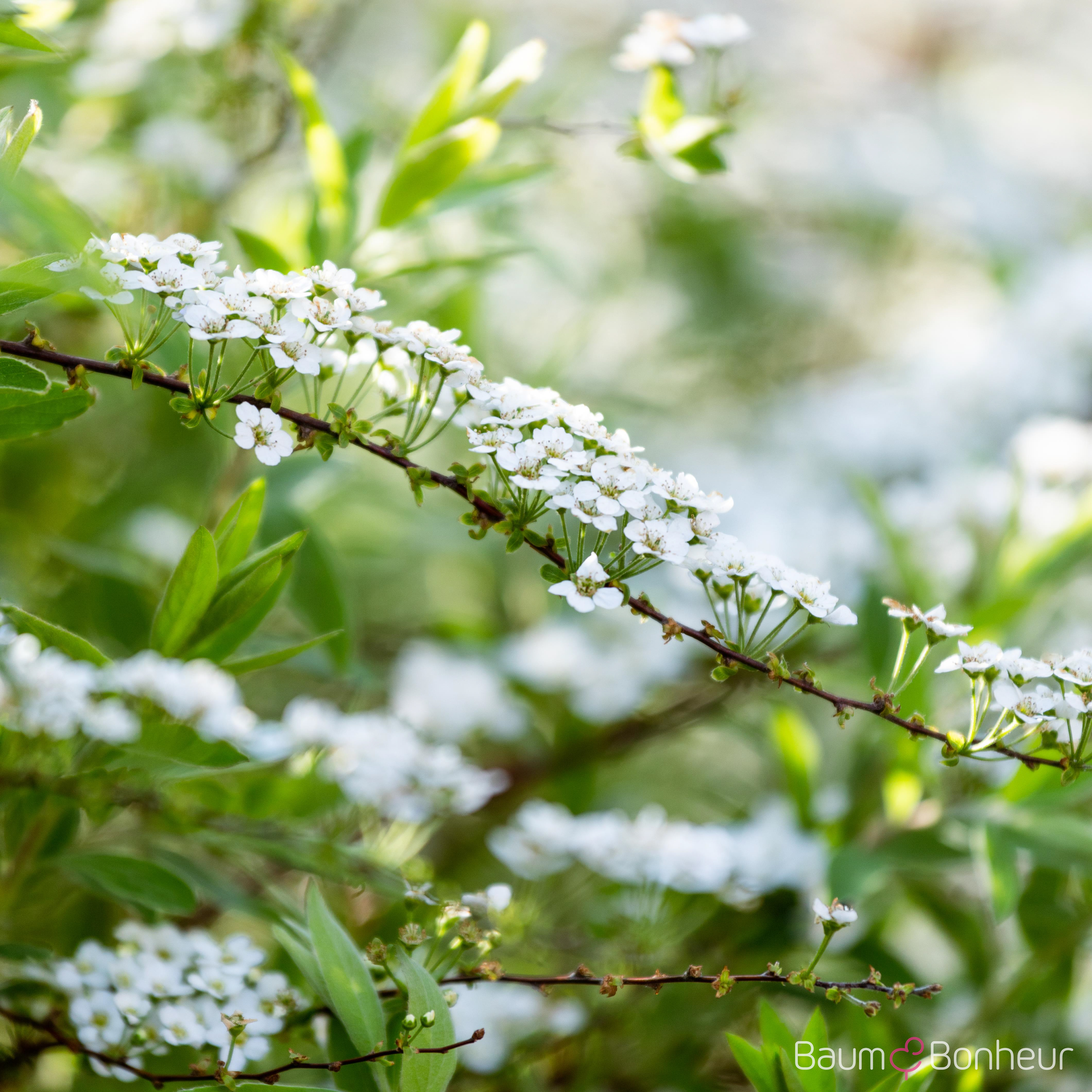 Spiraea x arguta