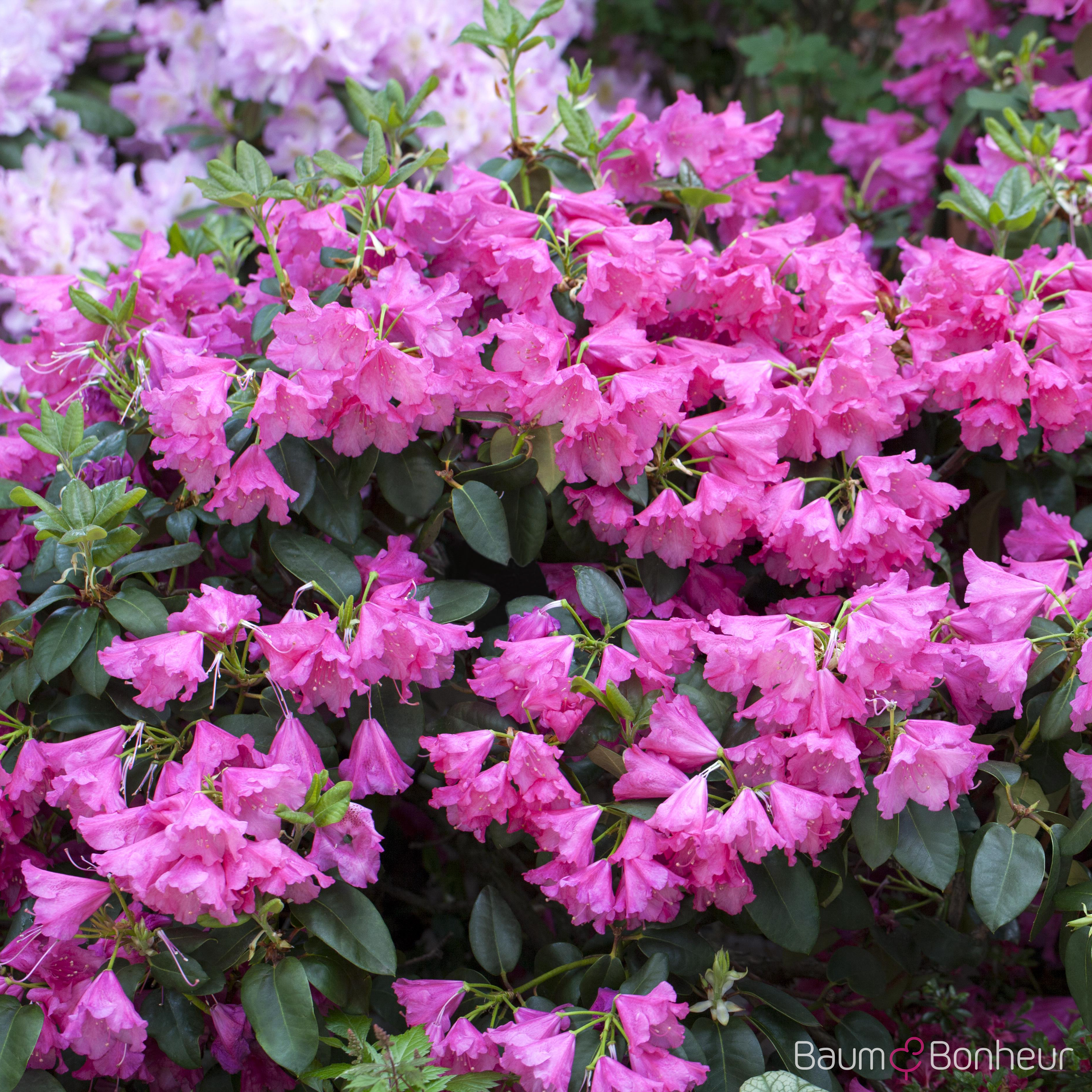 Rhododendron williamsianum 'August Lamken'