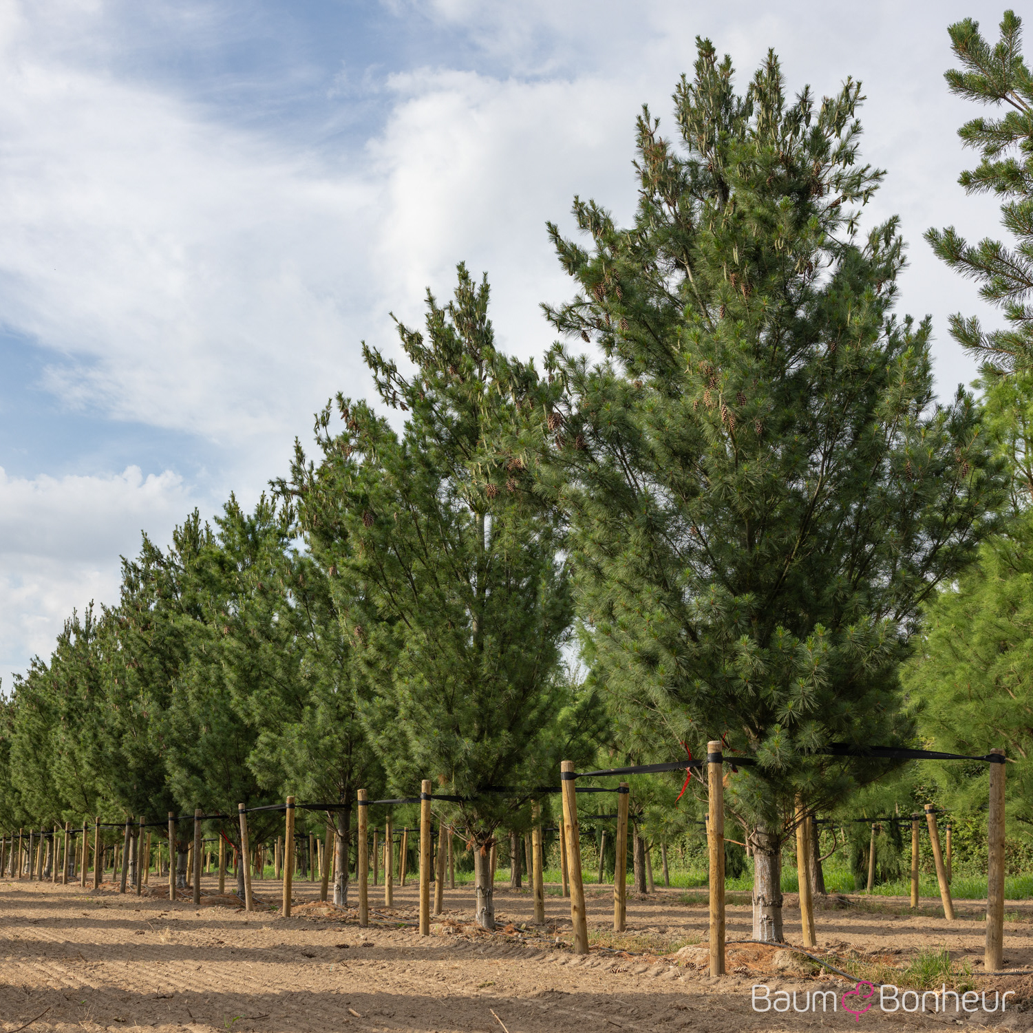 Pinus wallichiana 'Densa Hill'