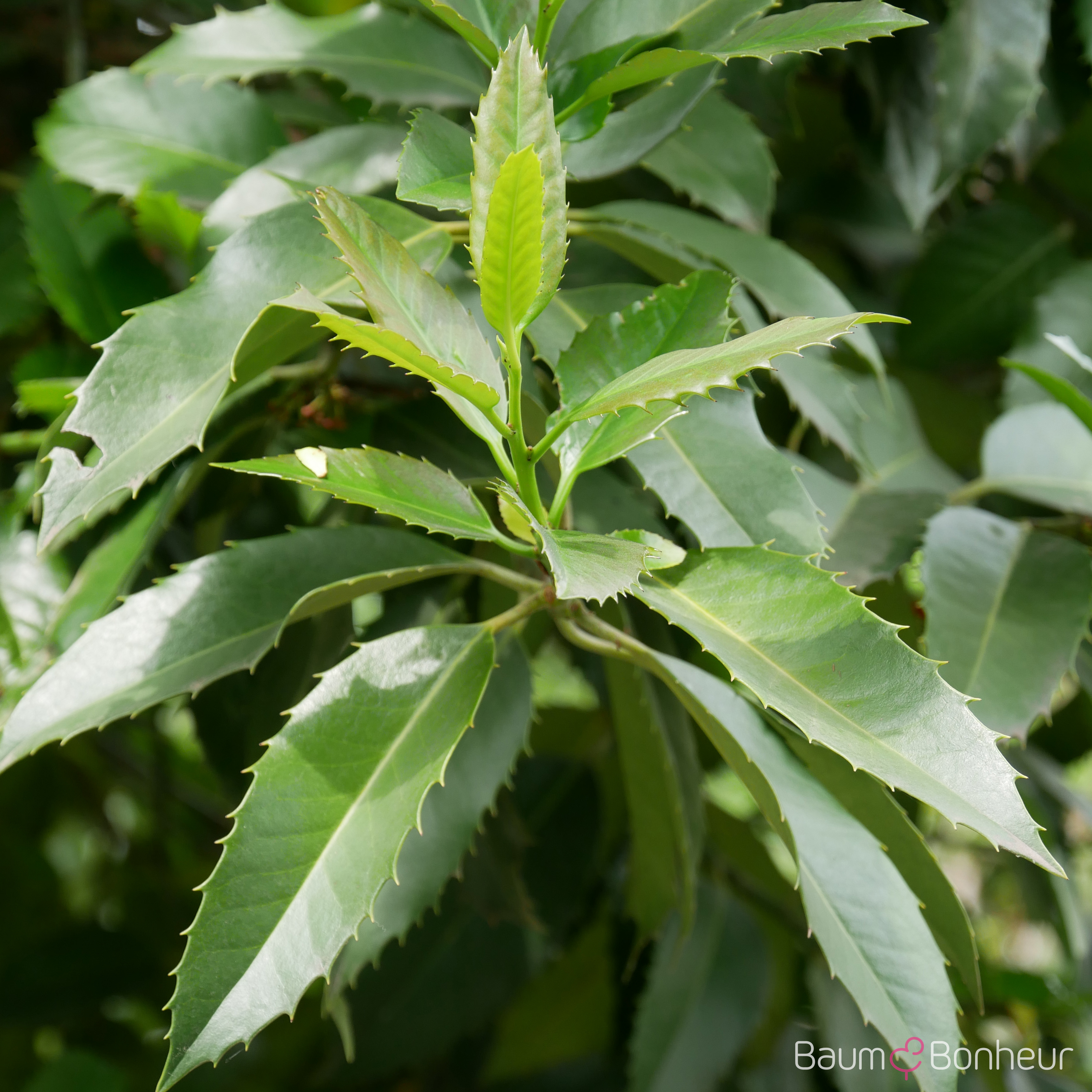 Ilex castaneifolia
