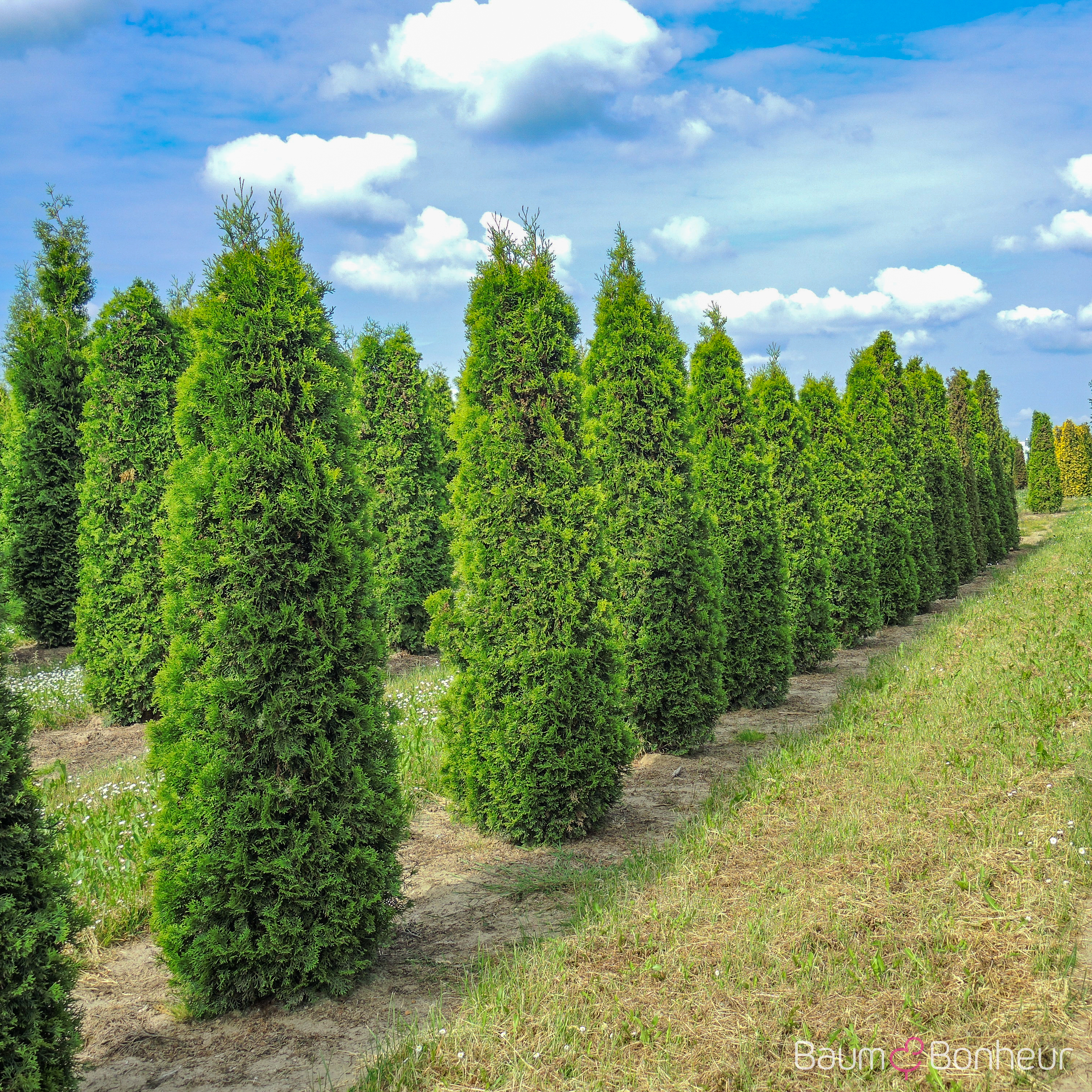 Thuja occidentalis 'Smaragd'