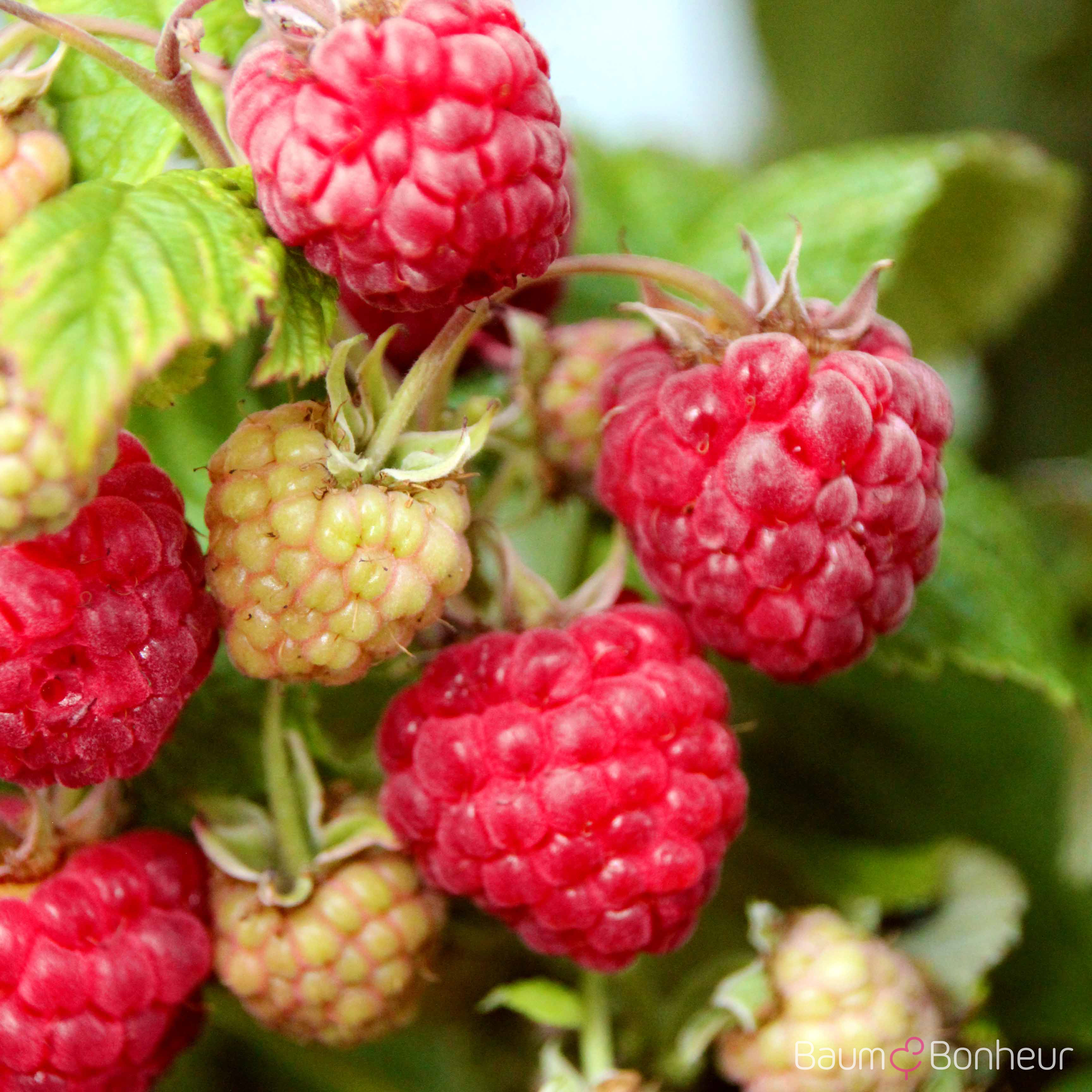 Rubus idaeus 'Aroma-Queen' -S-
