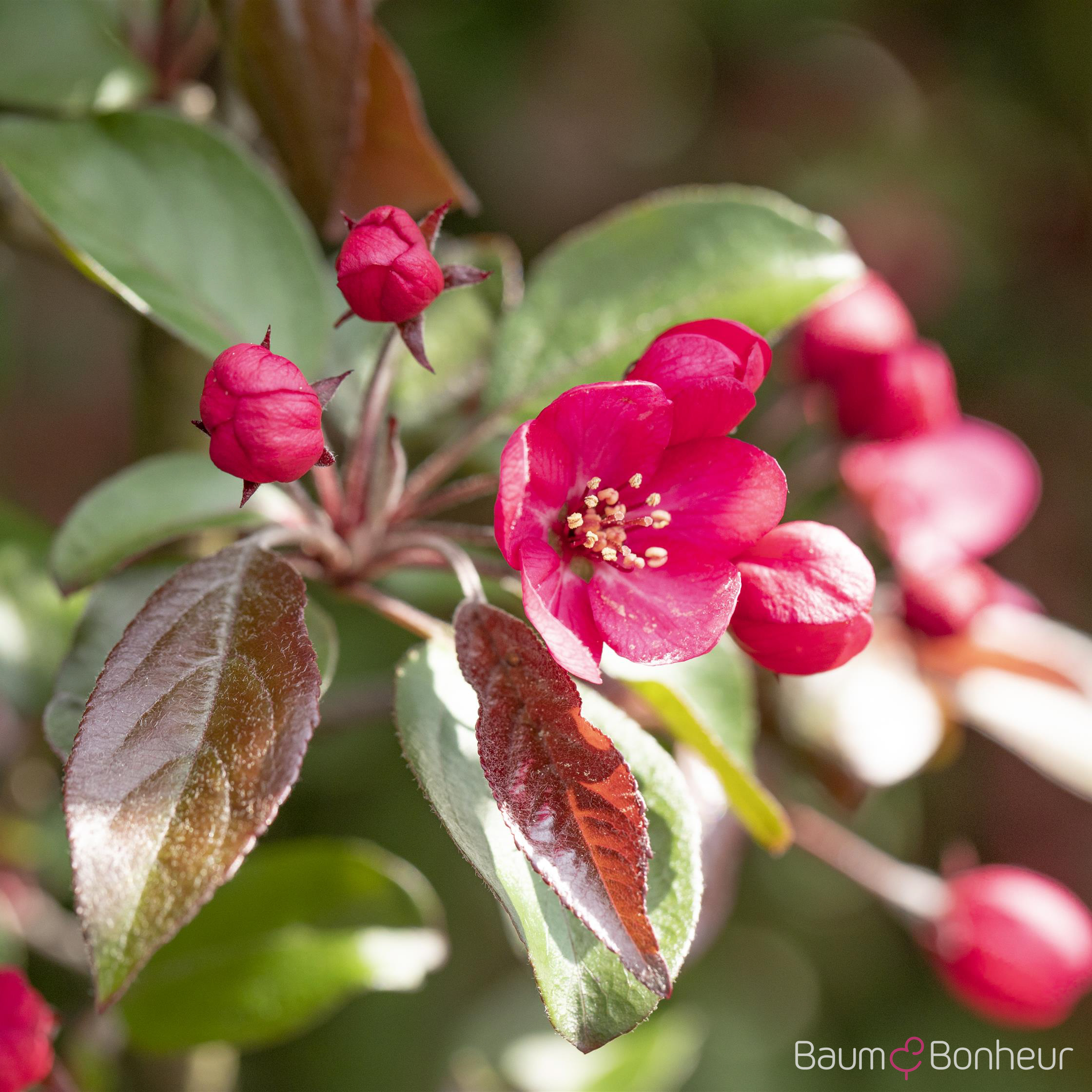 Malus 'Rudolph'