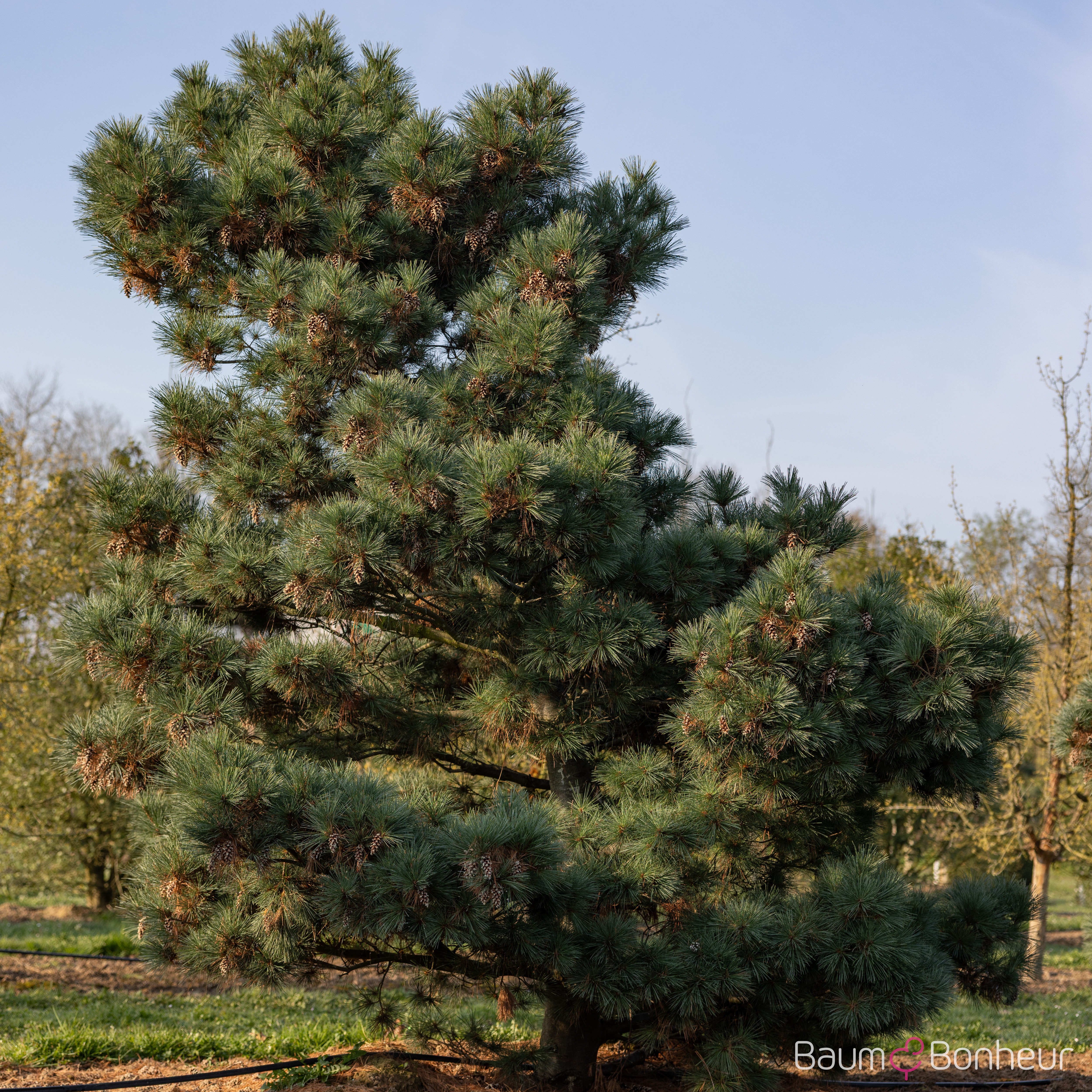 Pinus strobus 'Macopin'