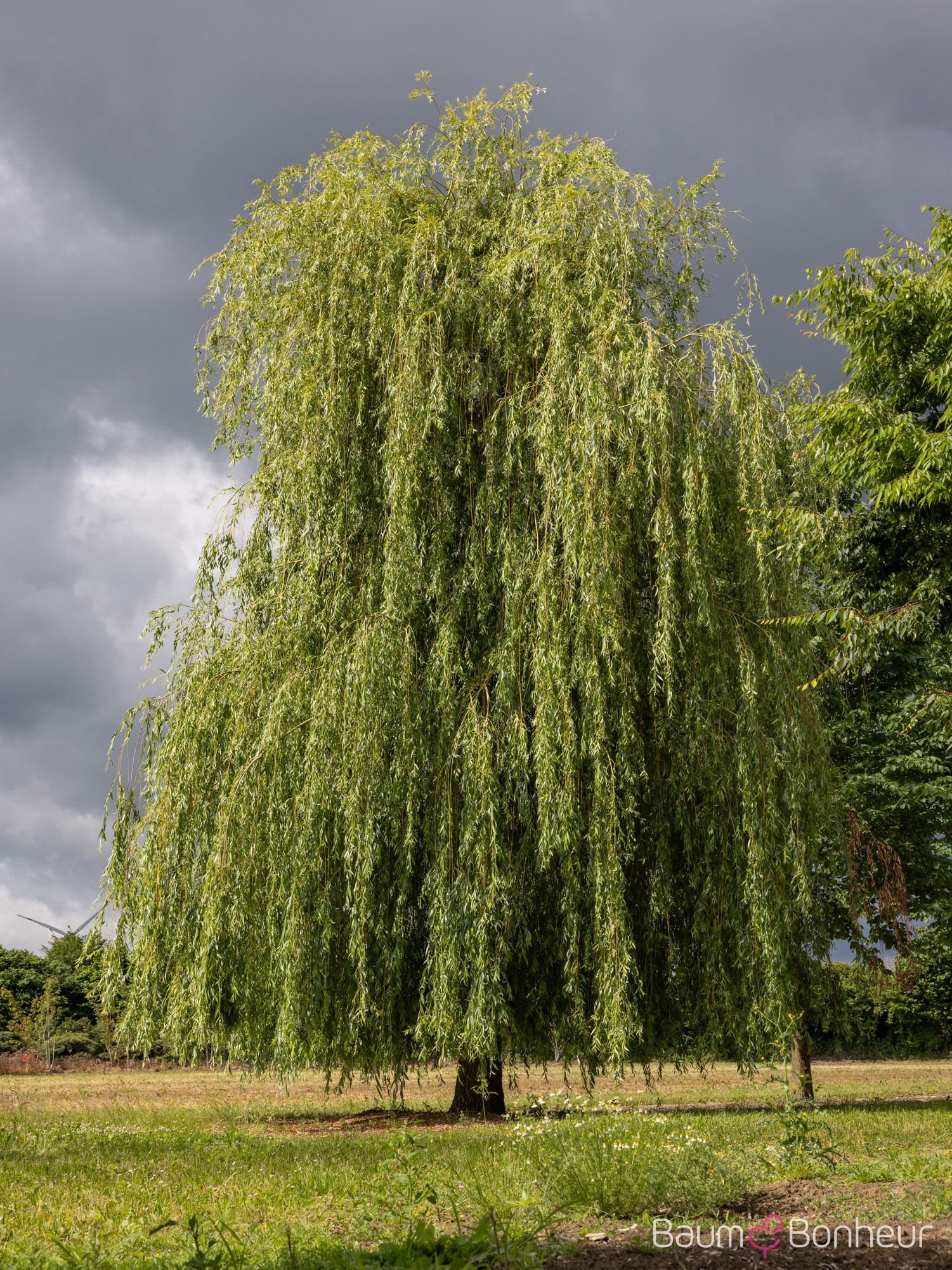 Salix alba 'Tristis'