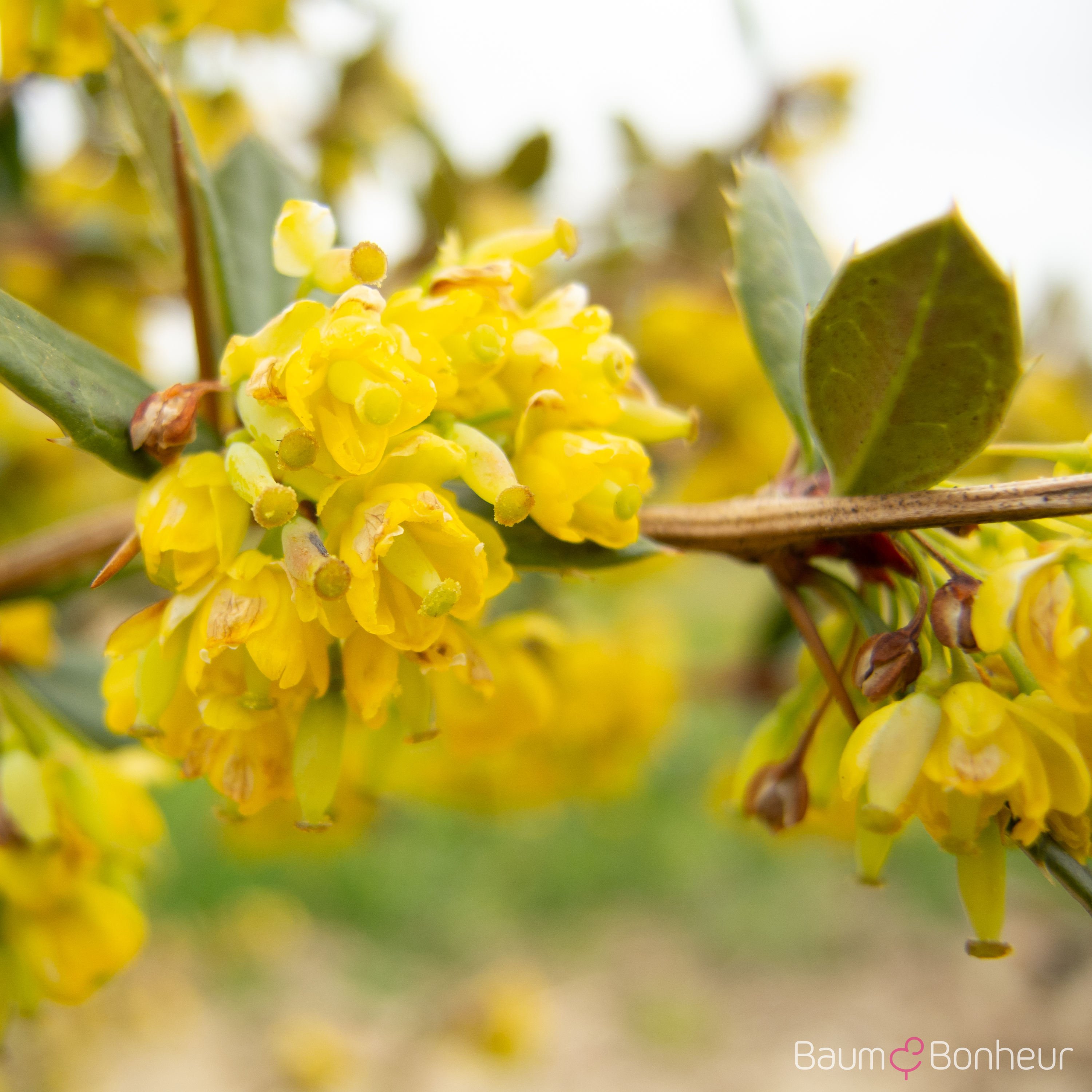 Berberis julianae
