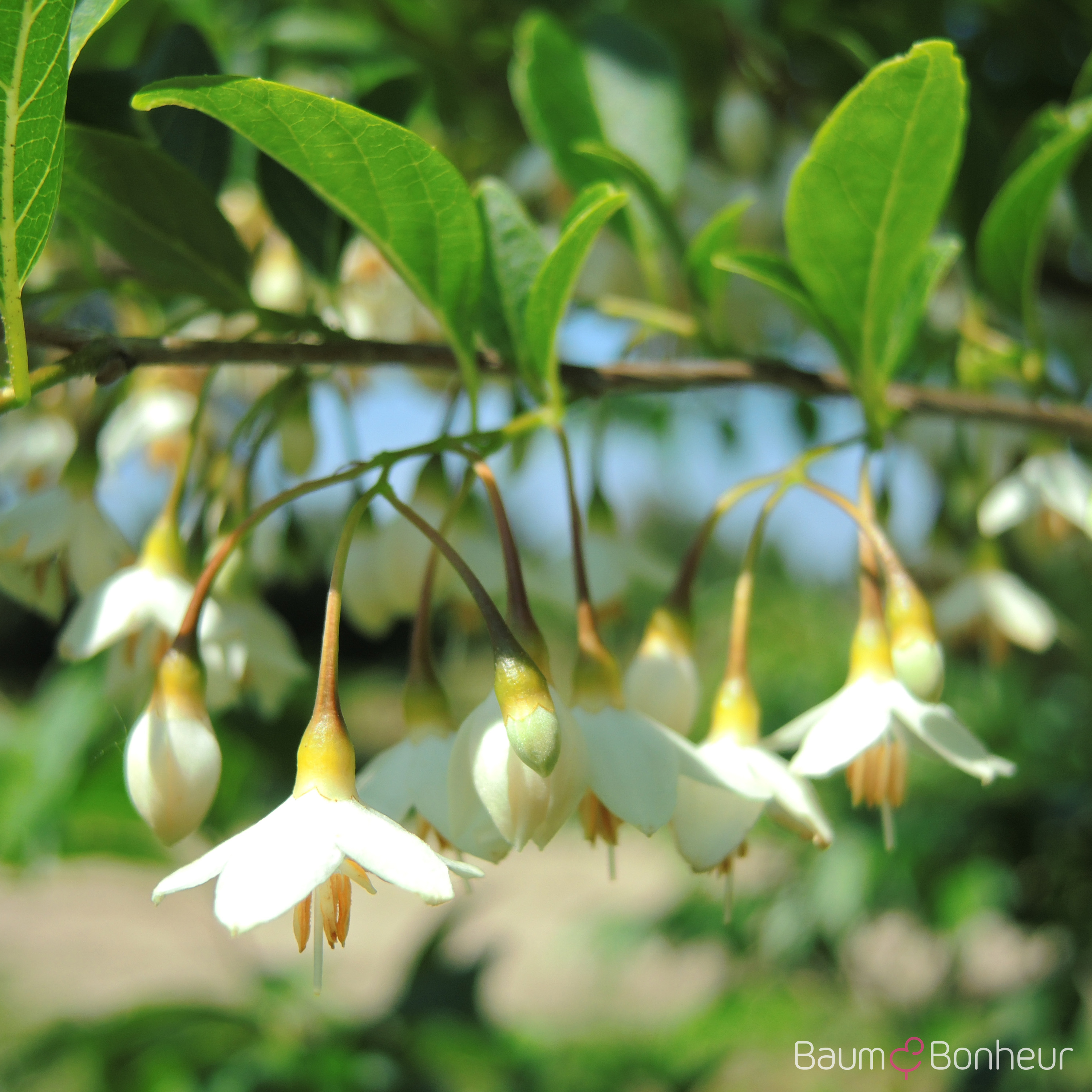 Styrax japonicus