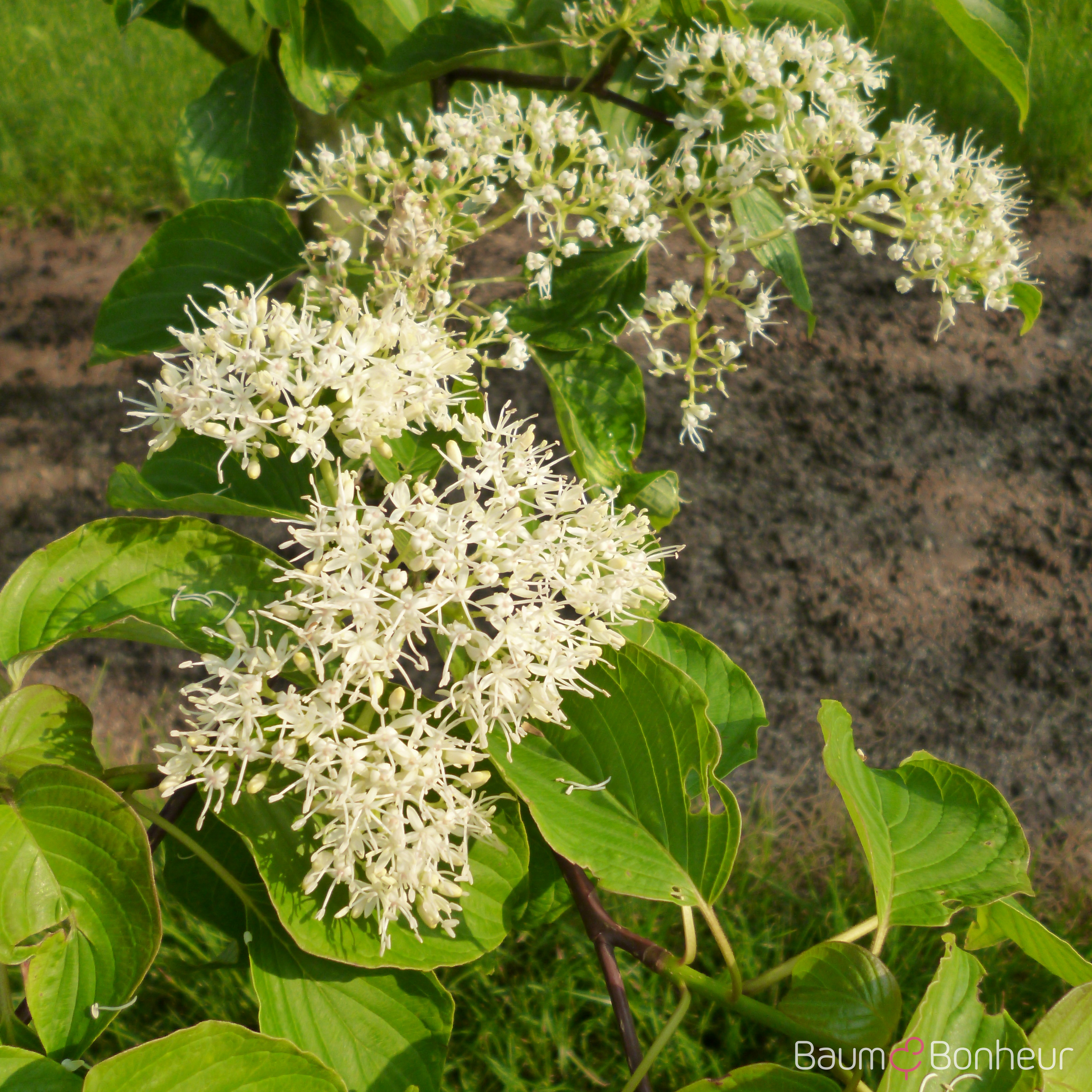 Cornus controversa