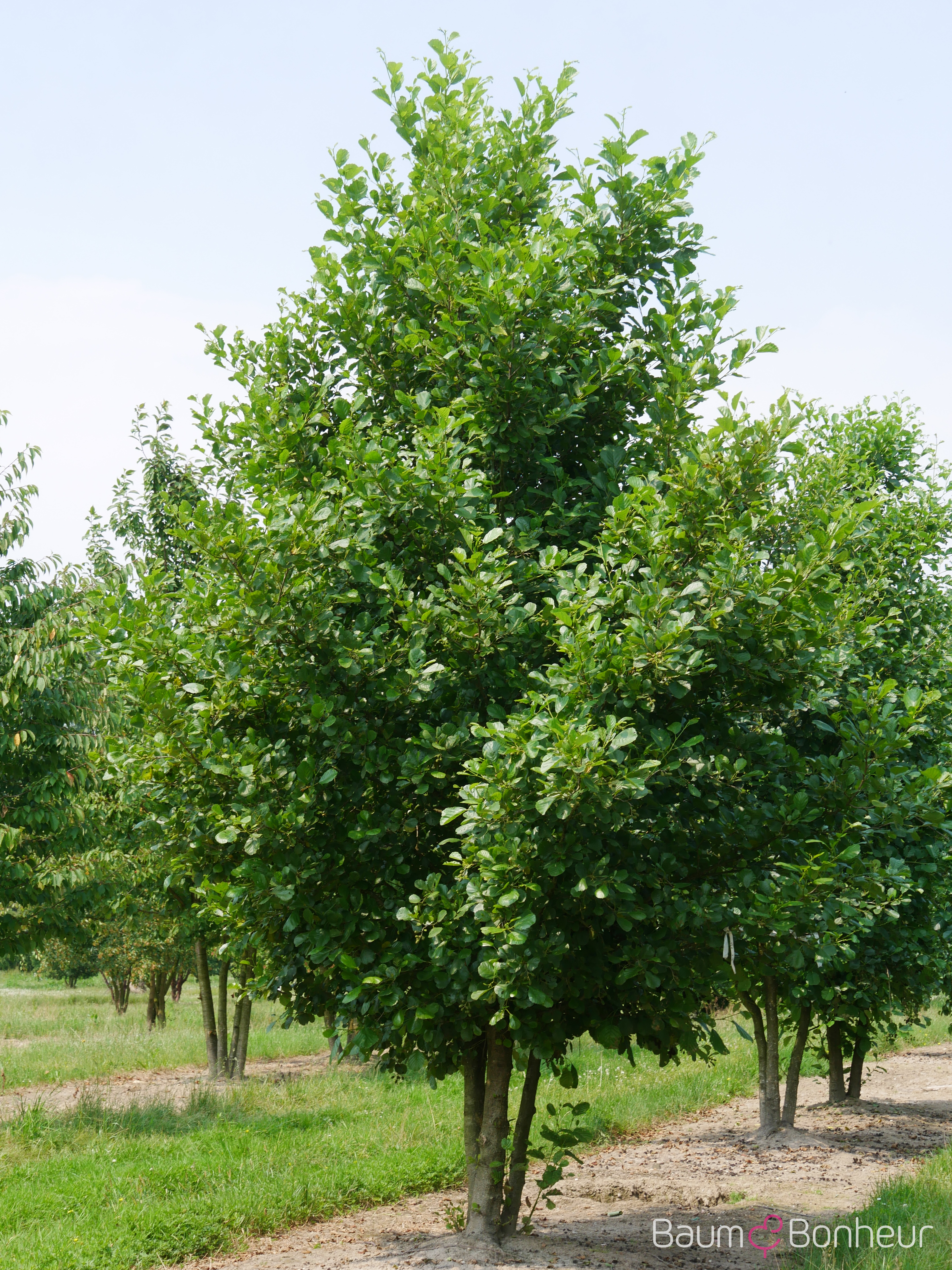Alnus glutinosa