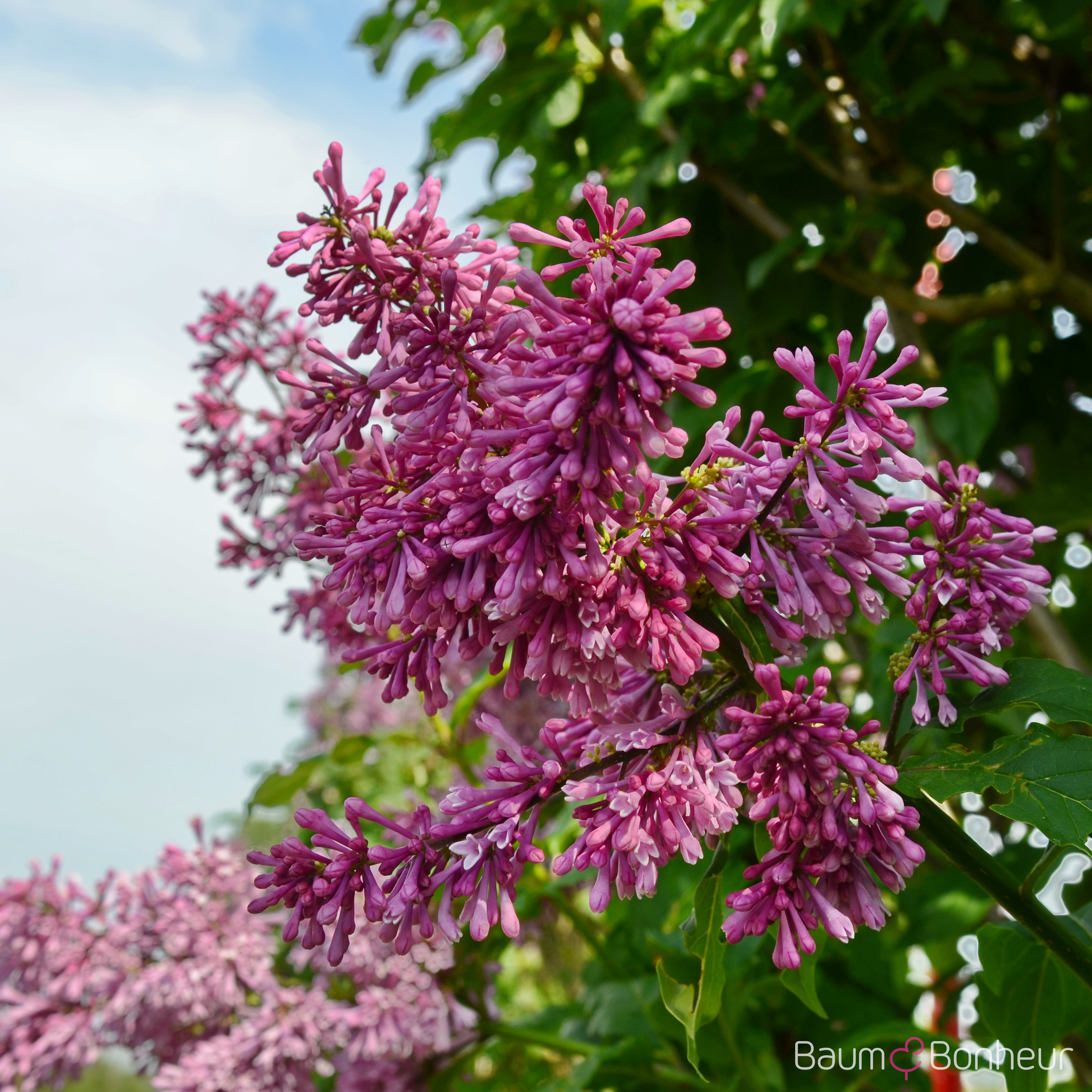 Syringa prestoniae 'Royalty'
