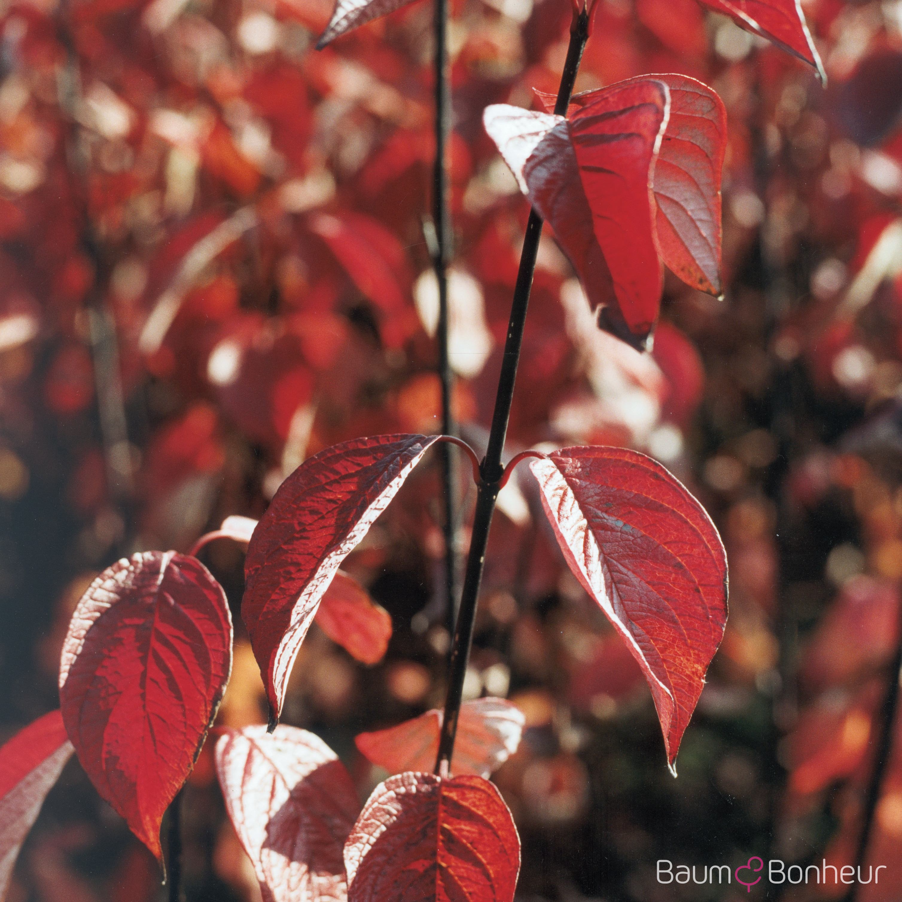 Cornus alba 'Kesselringii'