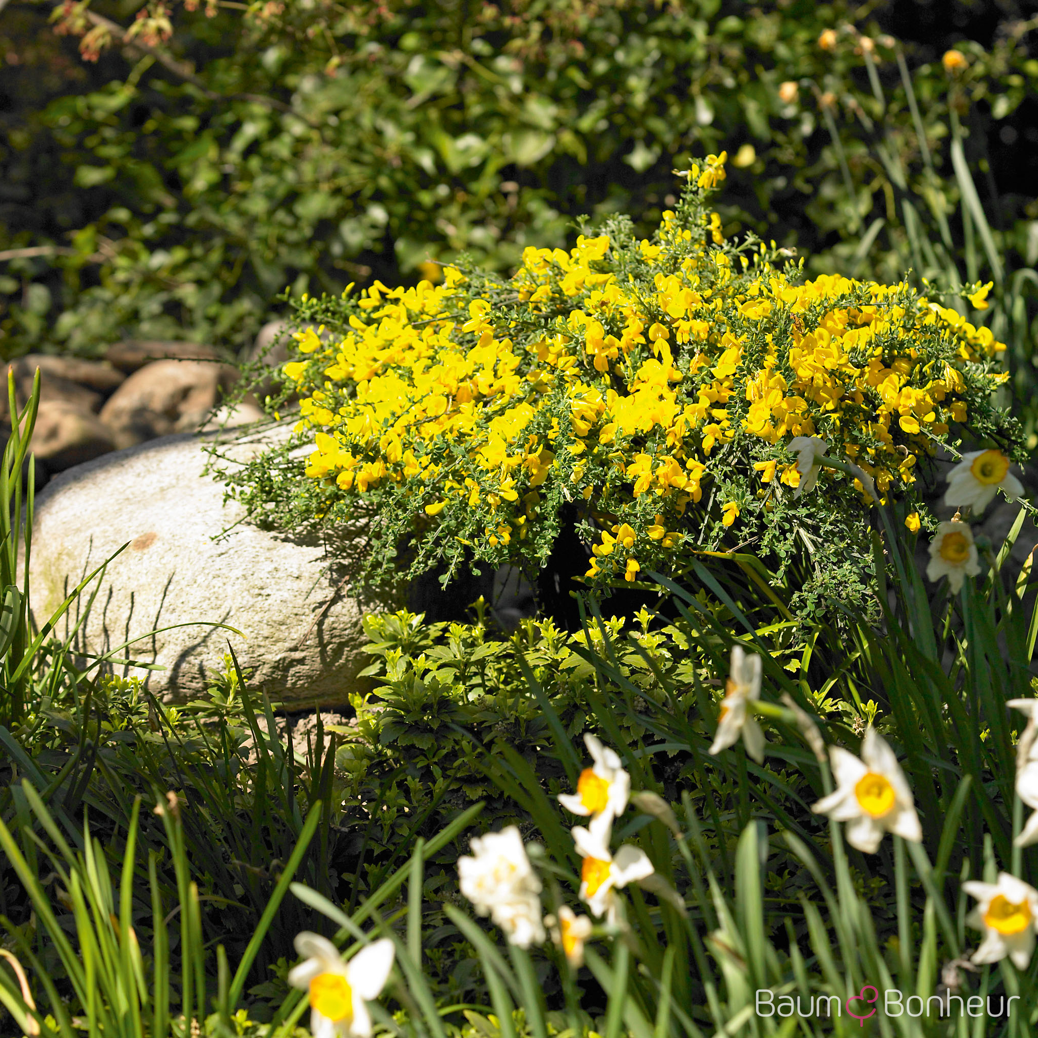 Cytisus scoparius 'Golden Sunlight'