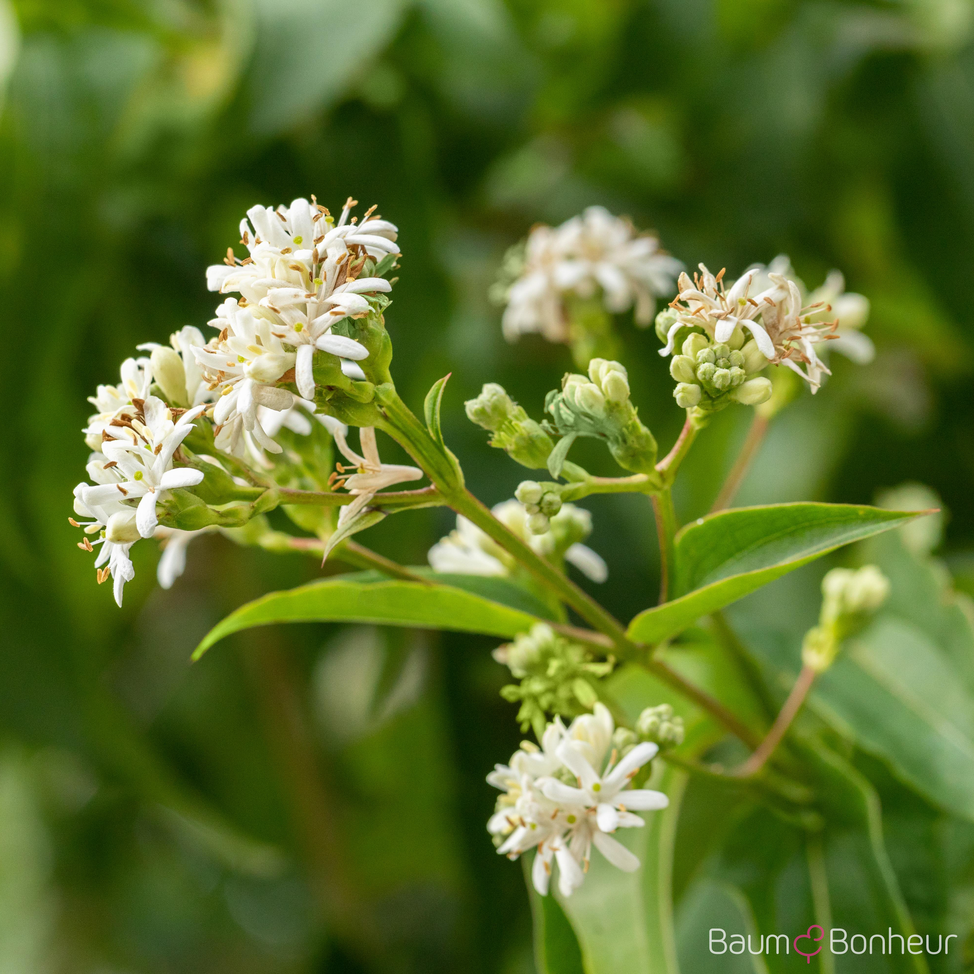 Heptacodium miconioides