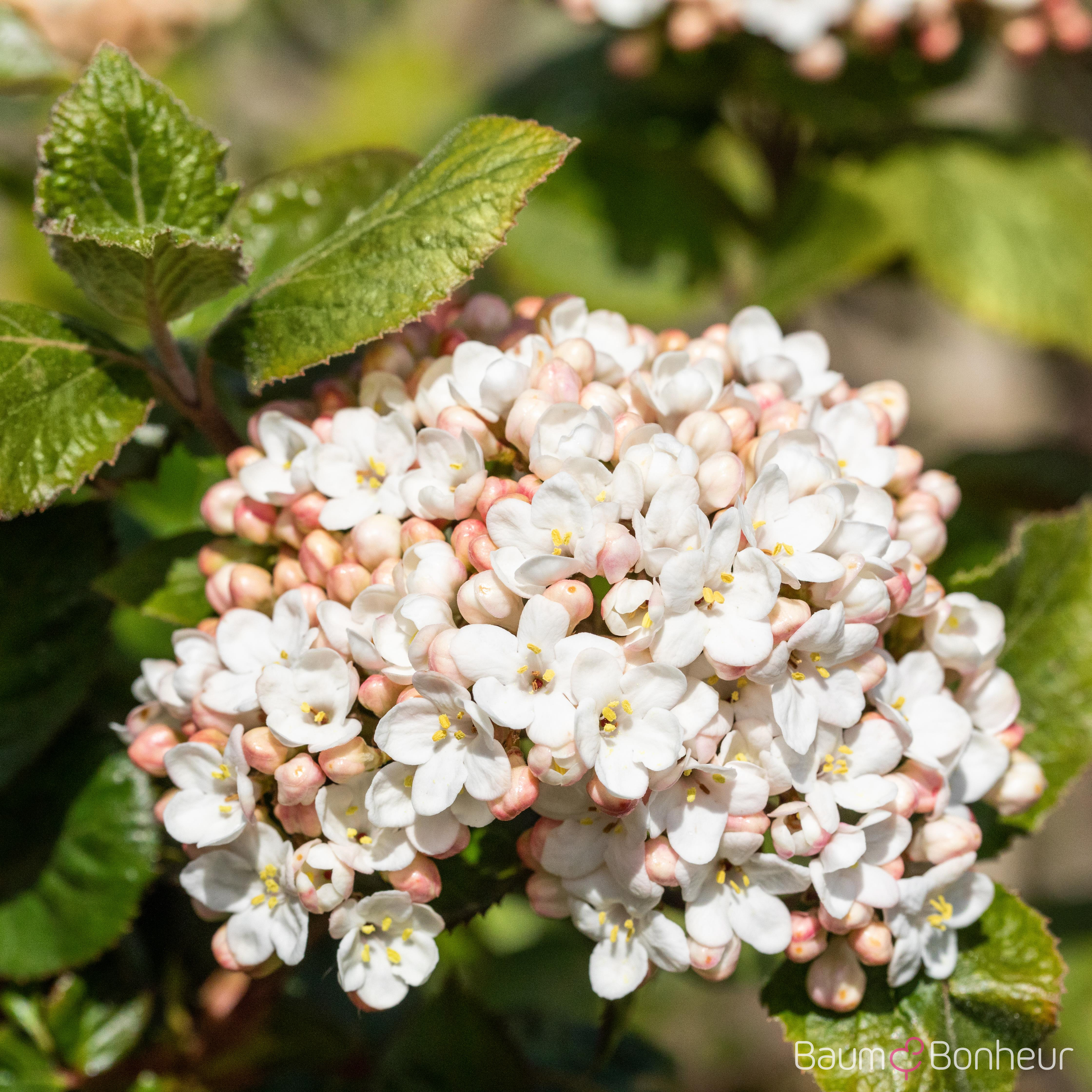 Viburnum carlcephalum