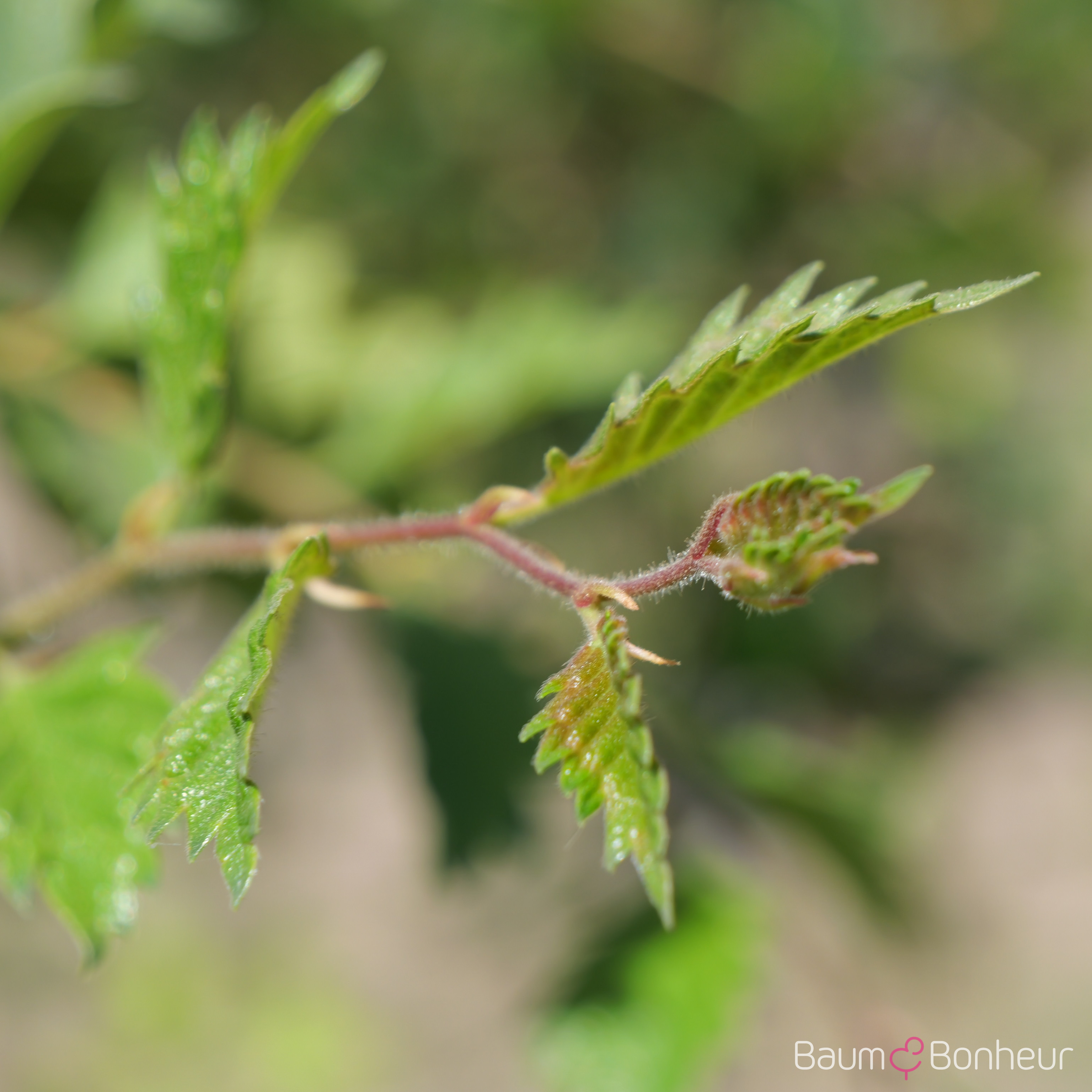 Zelkova carpinifolia 'Verschaffeltii'