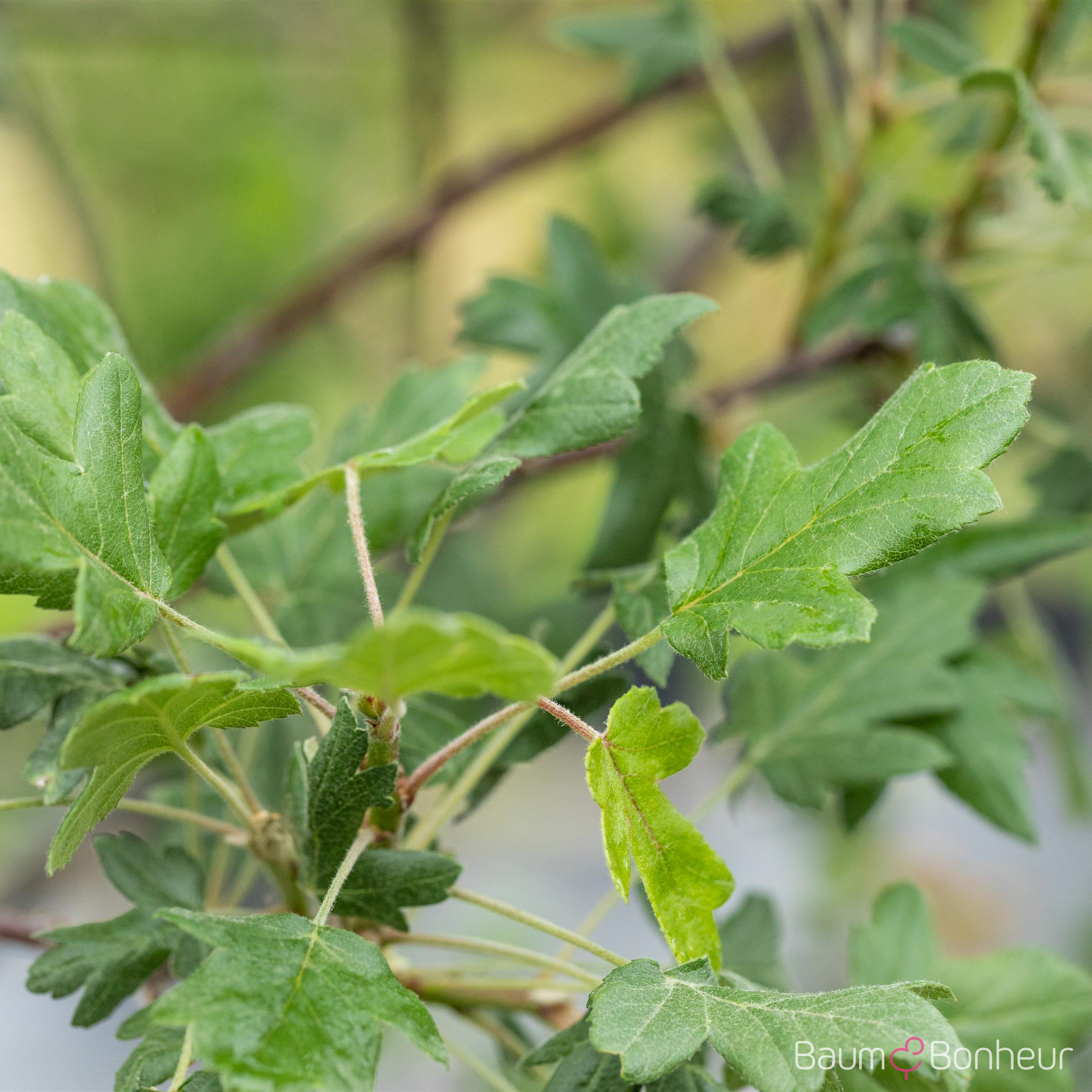 Malus trilobata