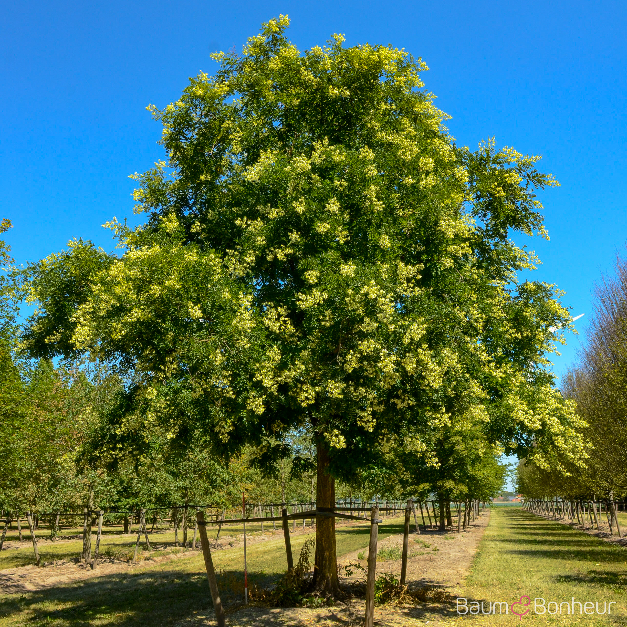 Sophora japonica