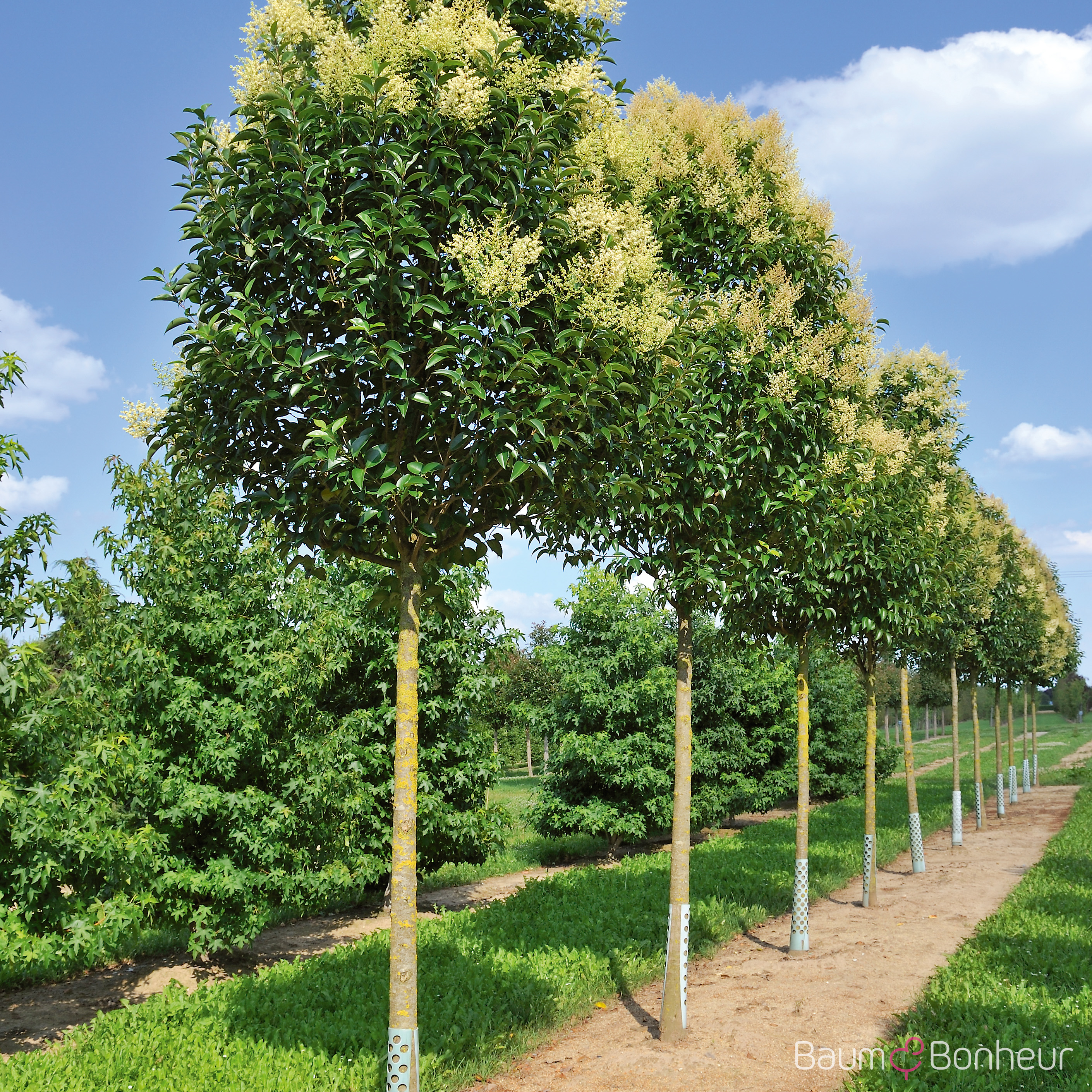 Ligustrum japonicum