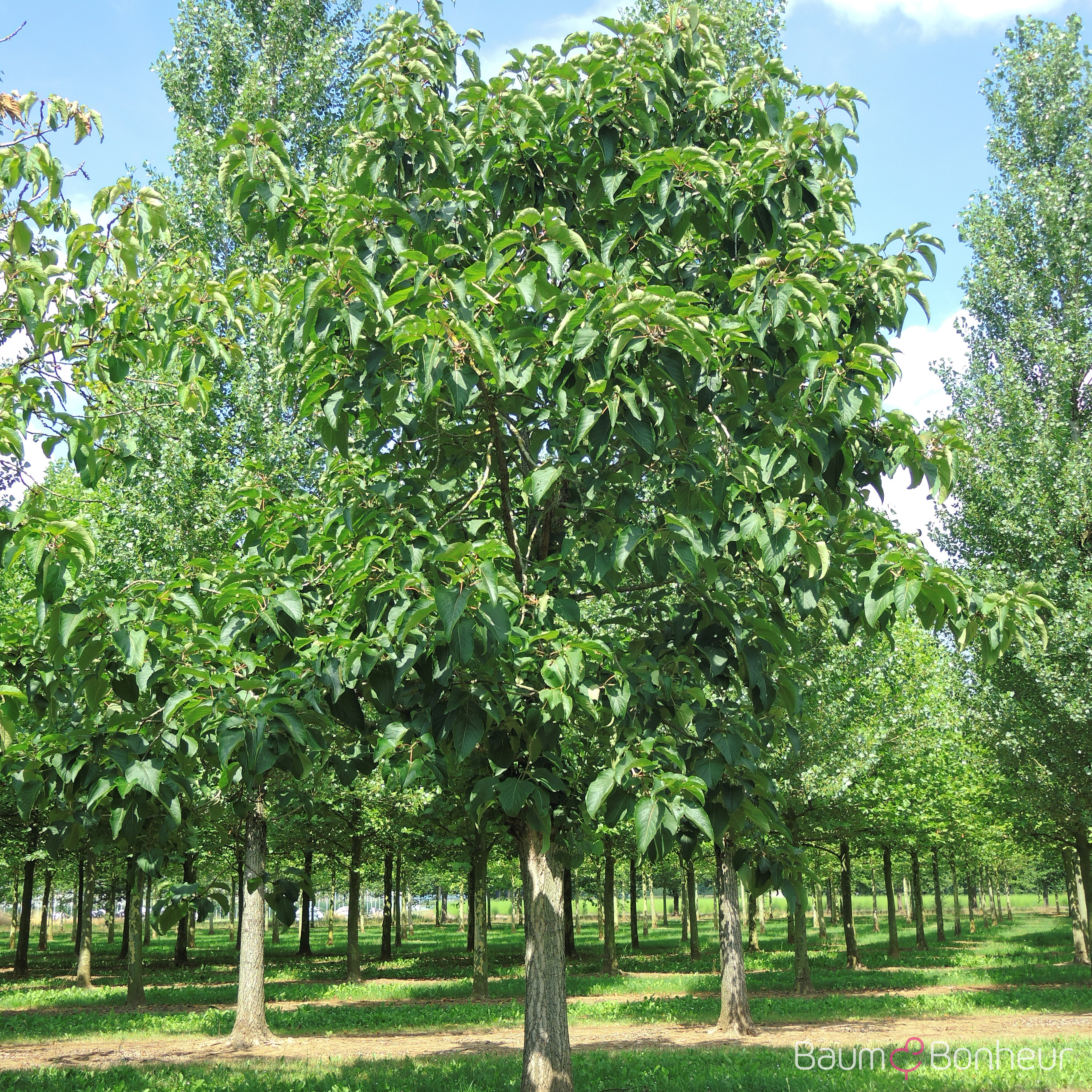 Populus lasiocarpa
