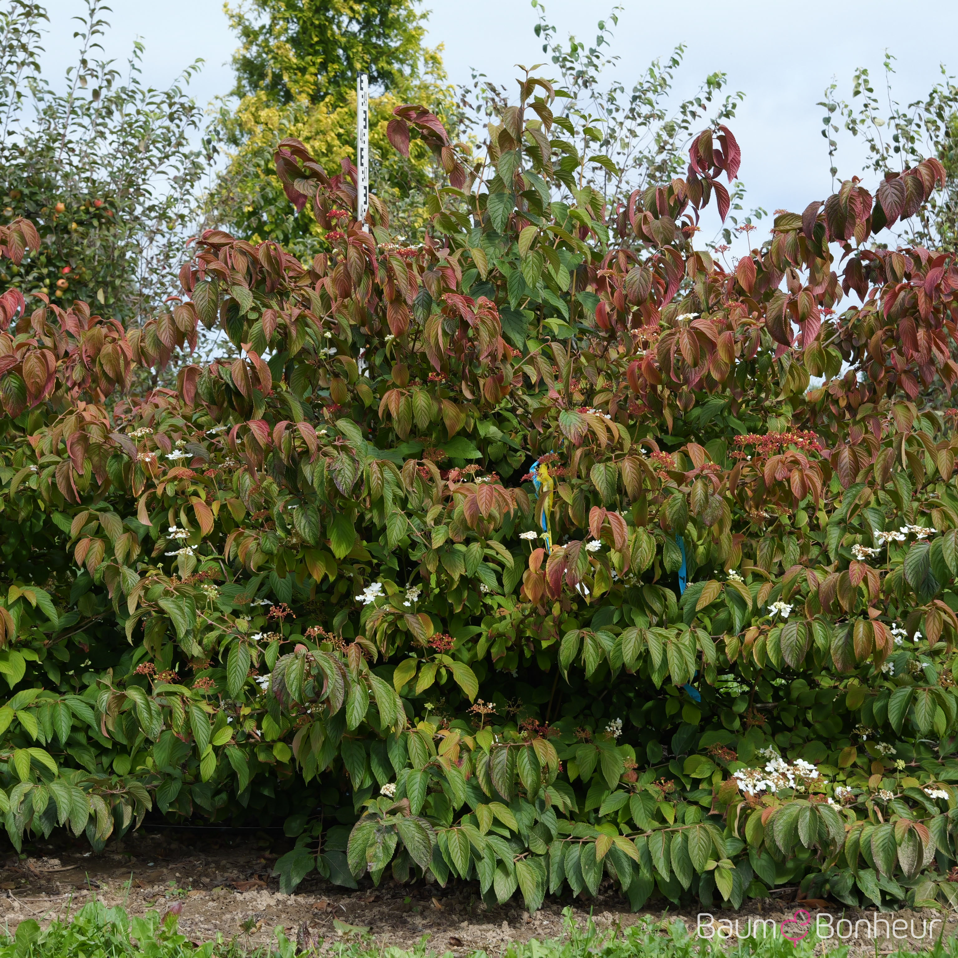Viburnum plicatum 'Mariesii'