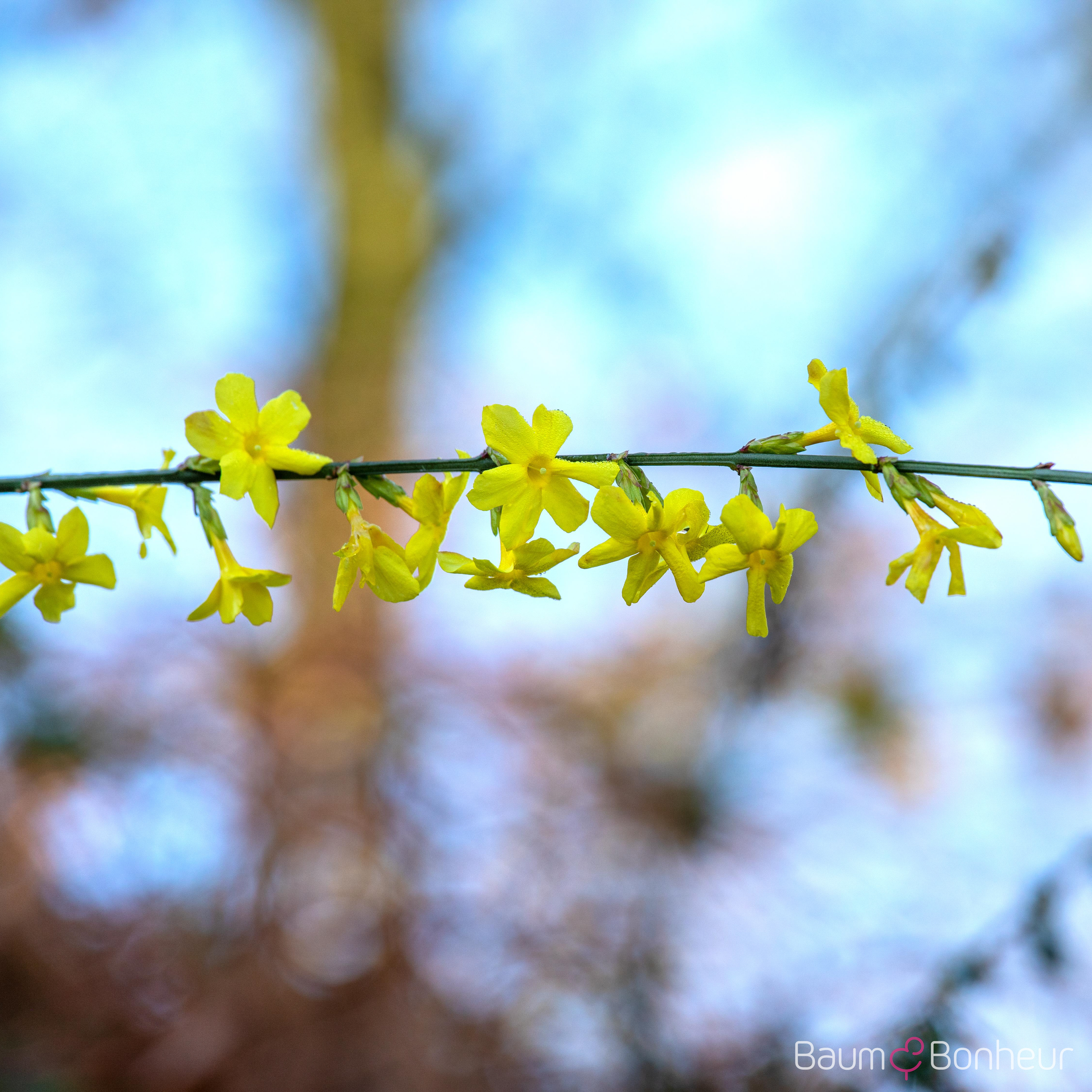 Jasminum nudiflorum