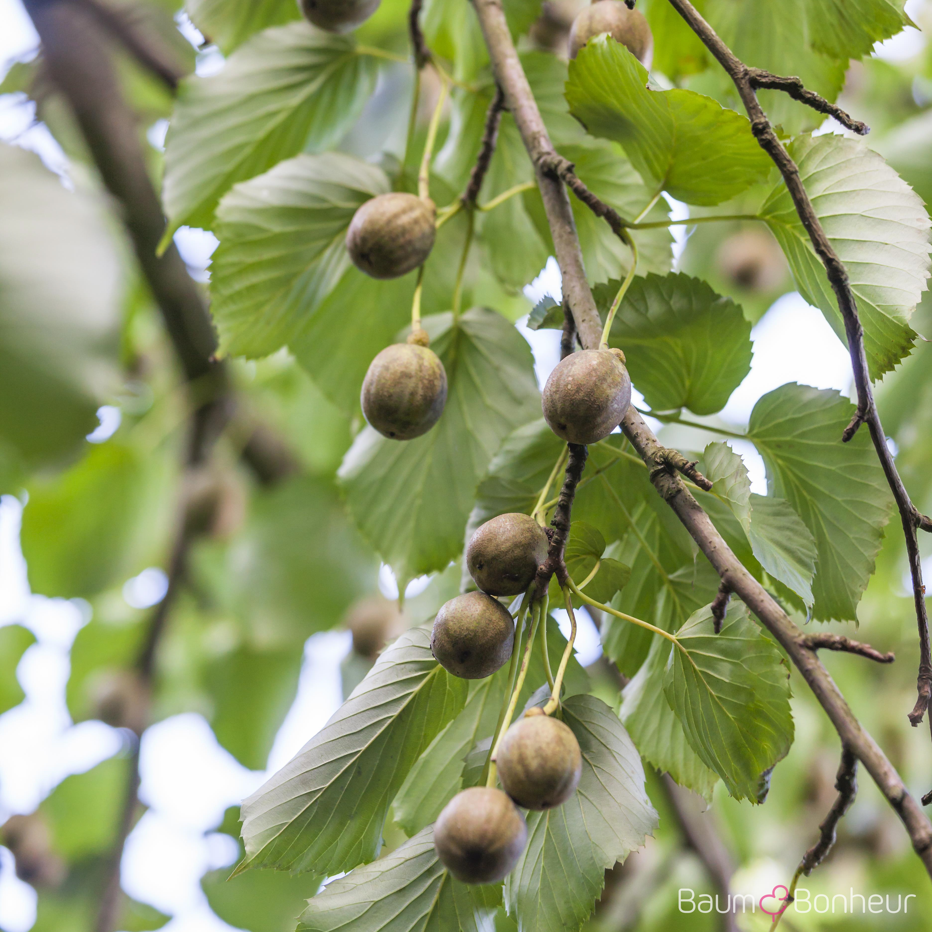 Davidia involucrata