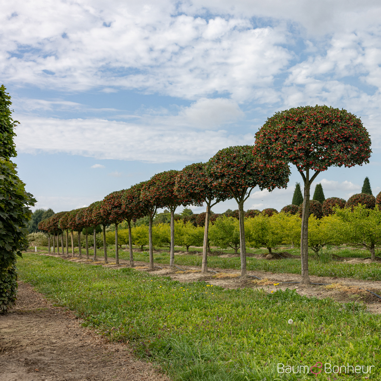 Crataegus crus-galli