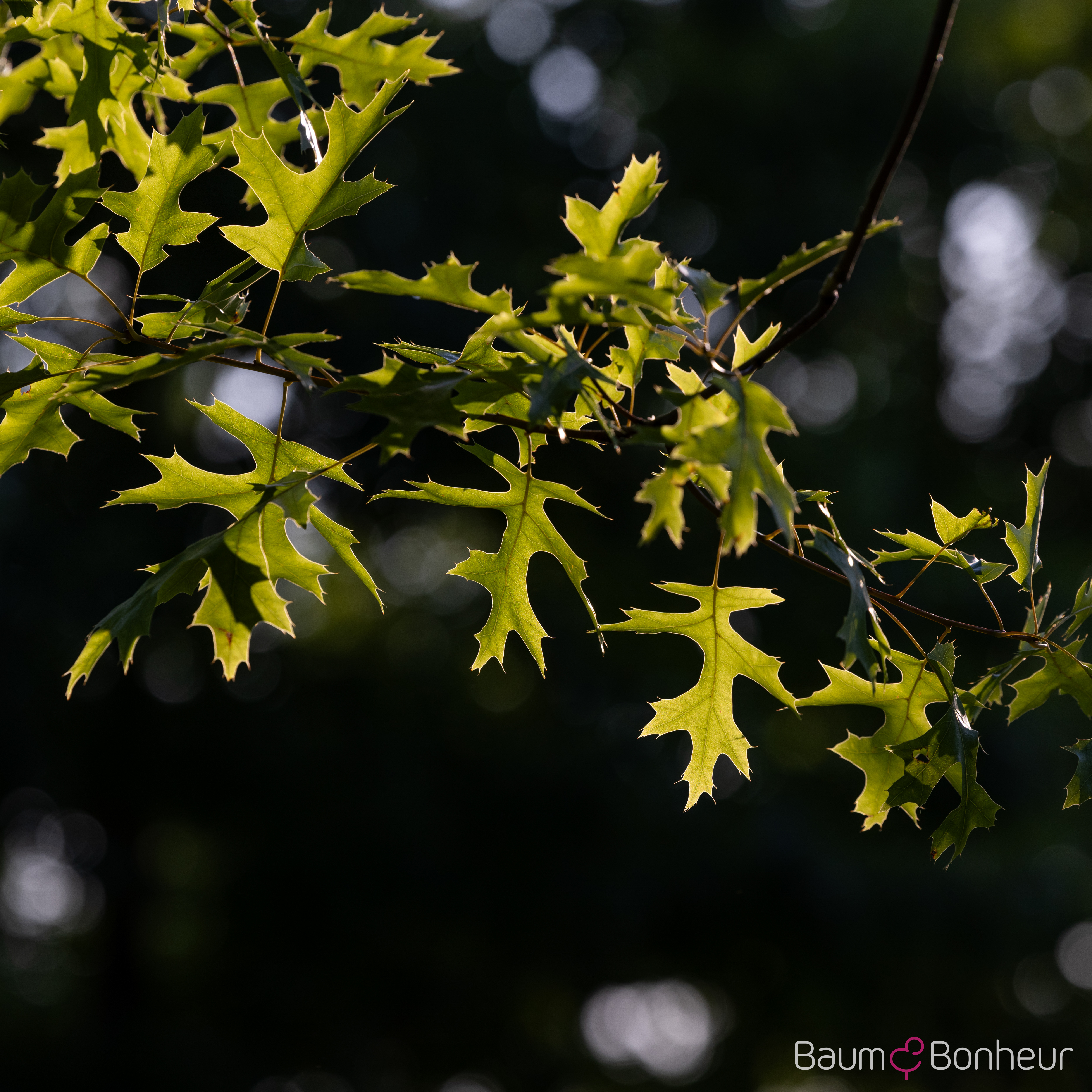 Quercus coccinea