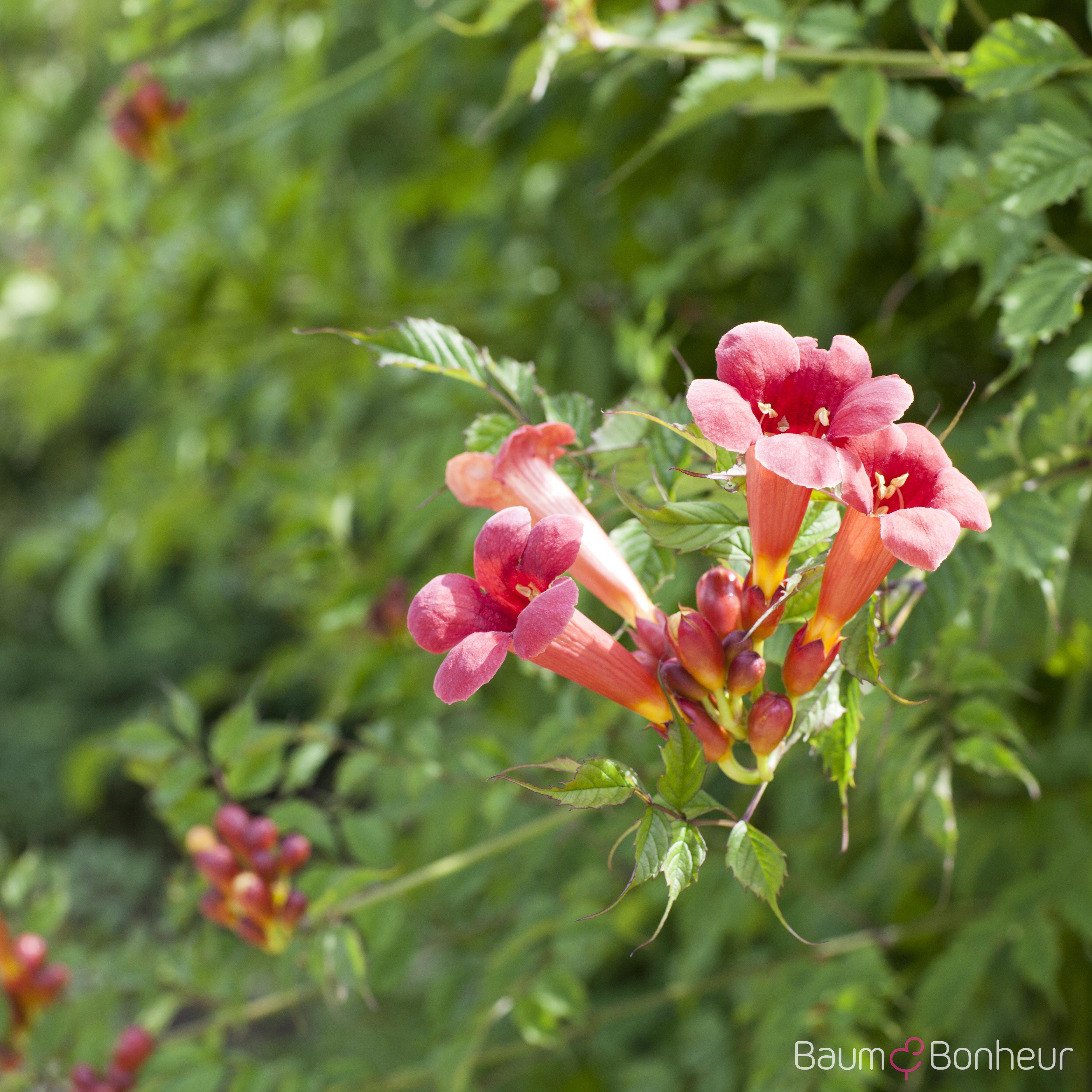 Campsis radicans