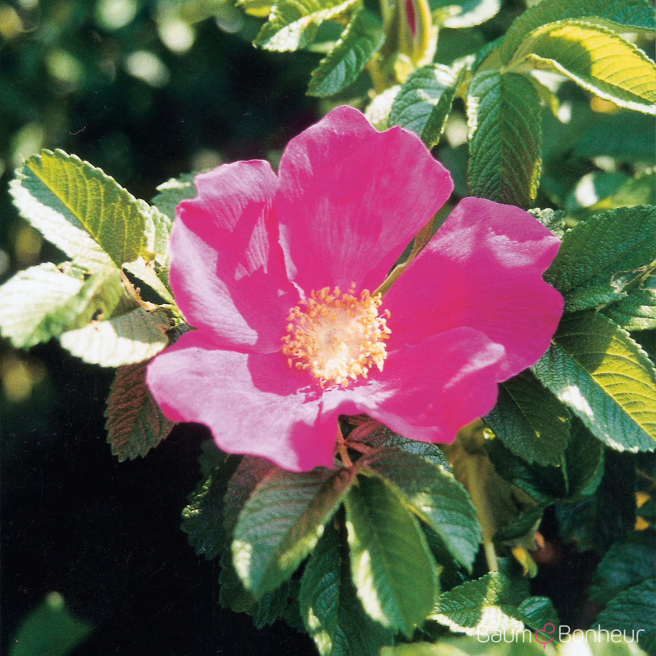 Rosa rugosa