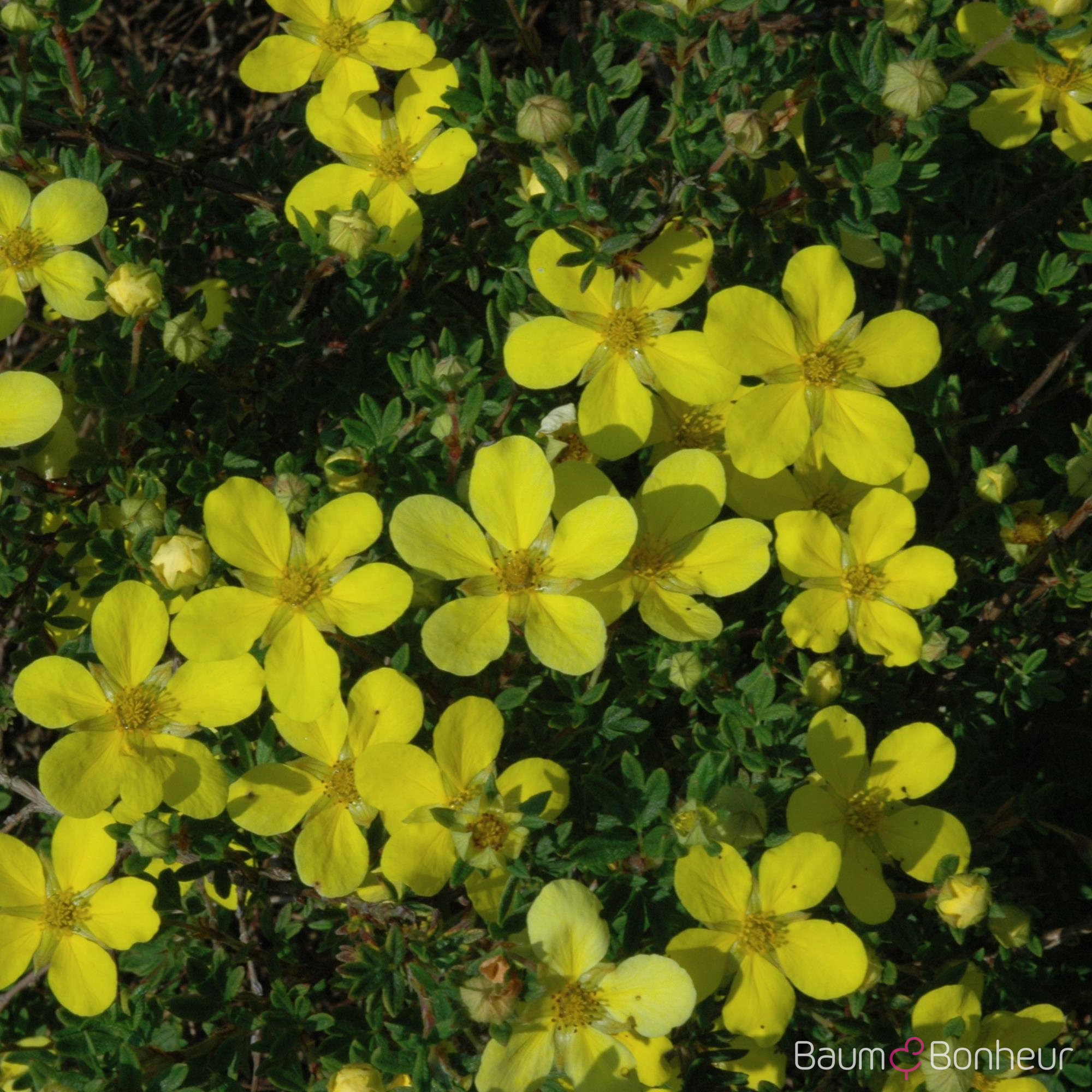 Potentilla fruticosa 'Klondike'