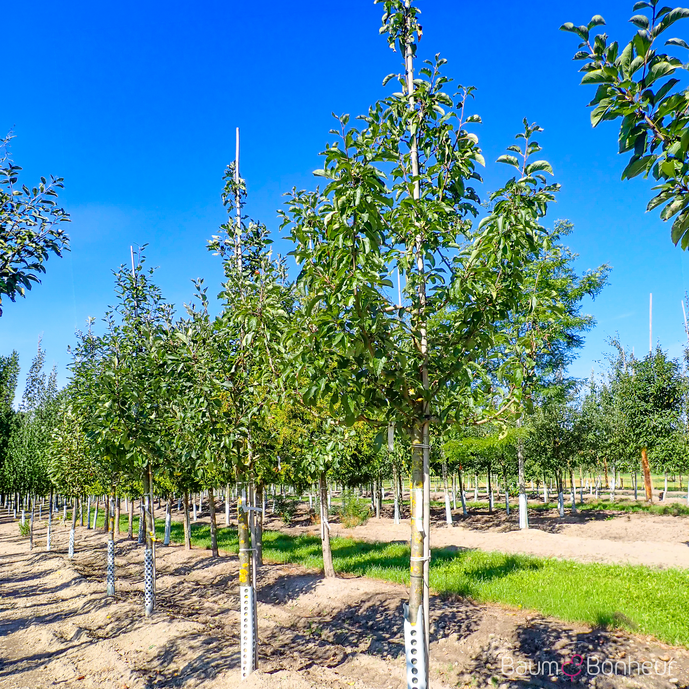 Malus 'Geheimrat Dr. Oldenburg'