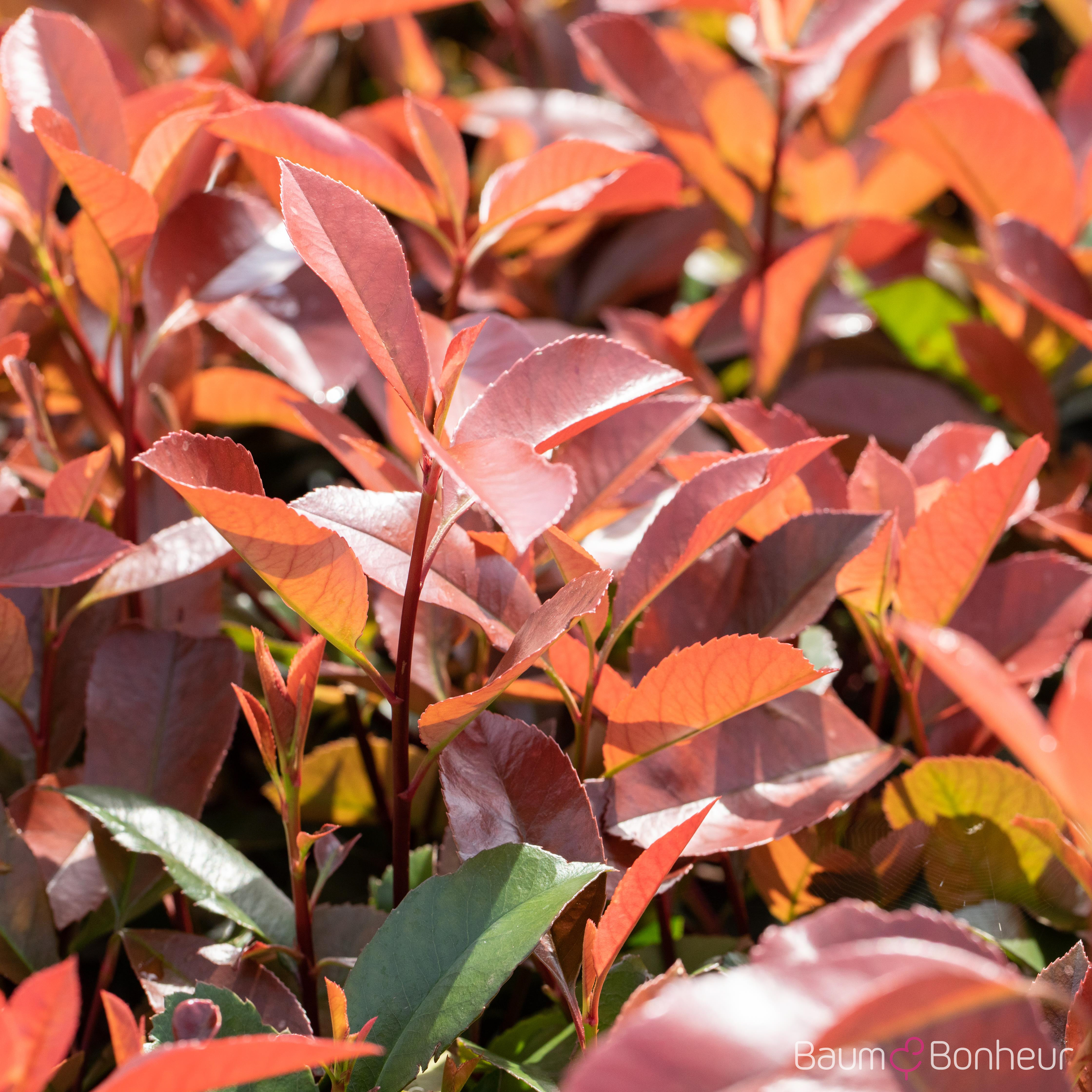 Photinia fraseri 'Red Robin'