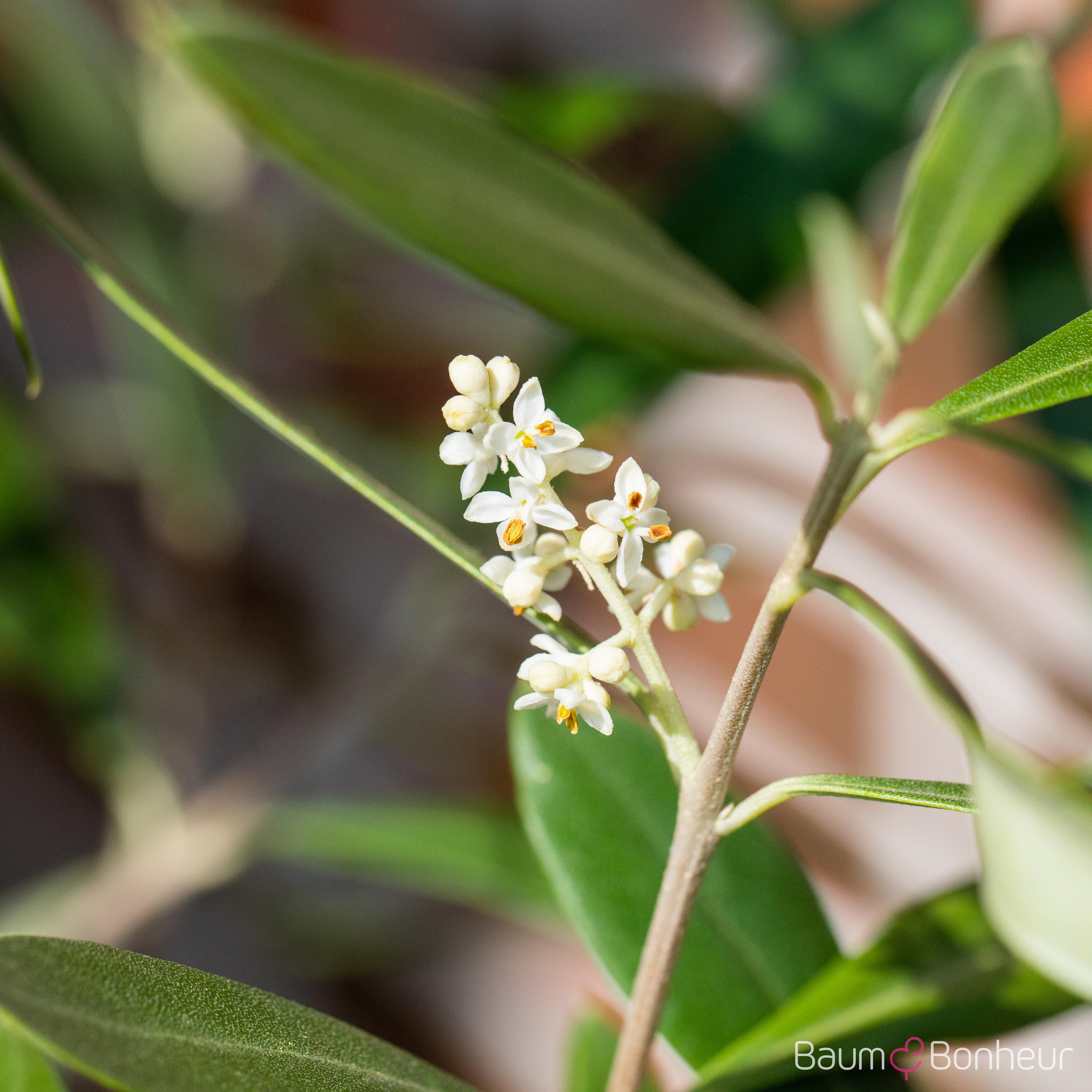 Olea europaea