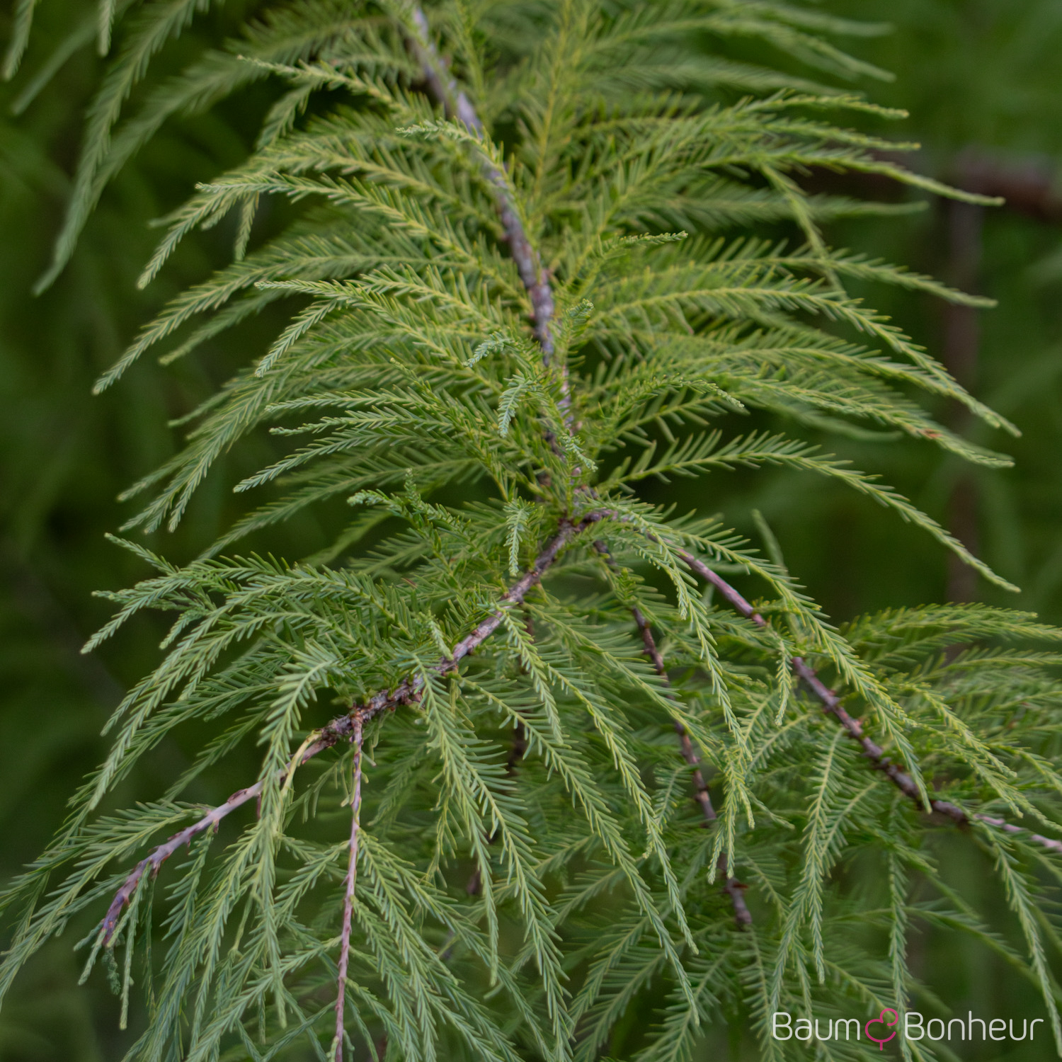 Taxodium distichum