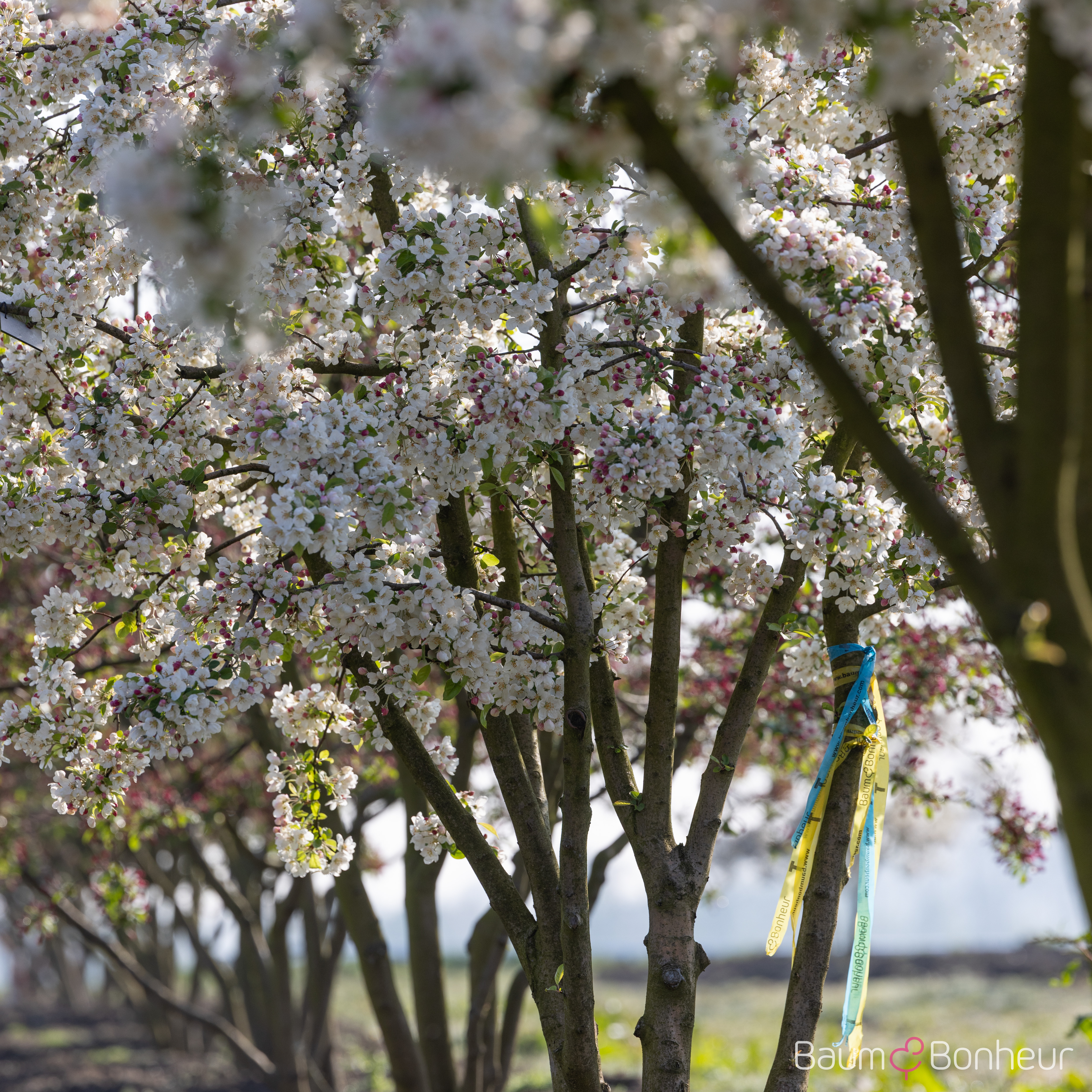 Malus 'Evereste'®