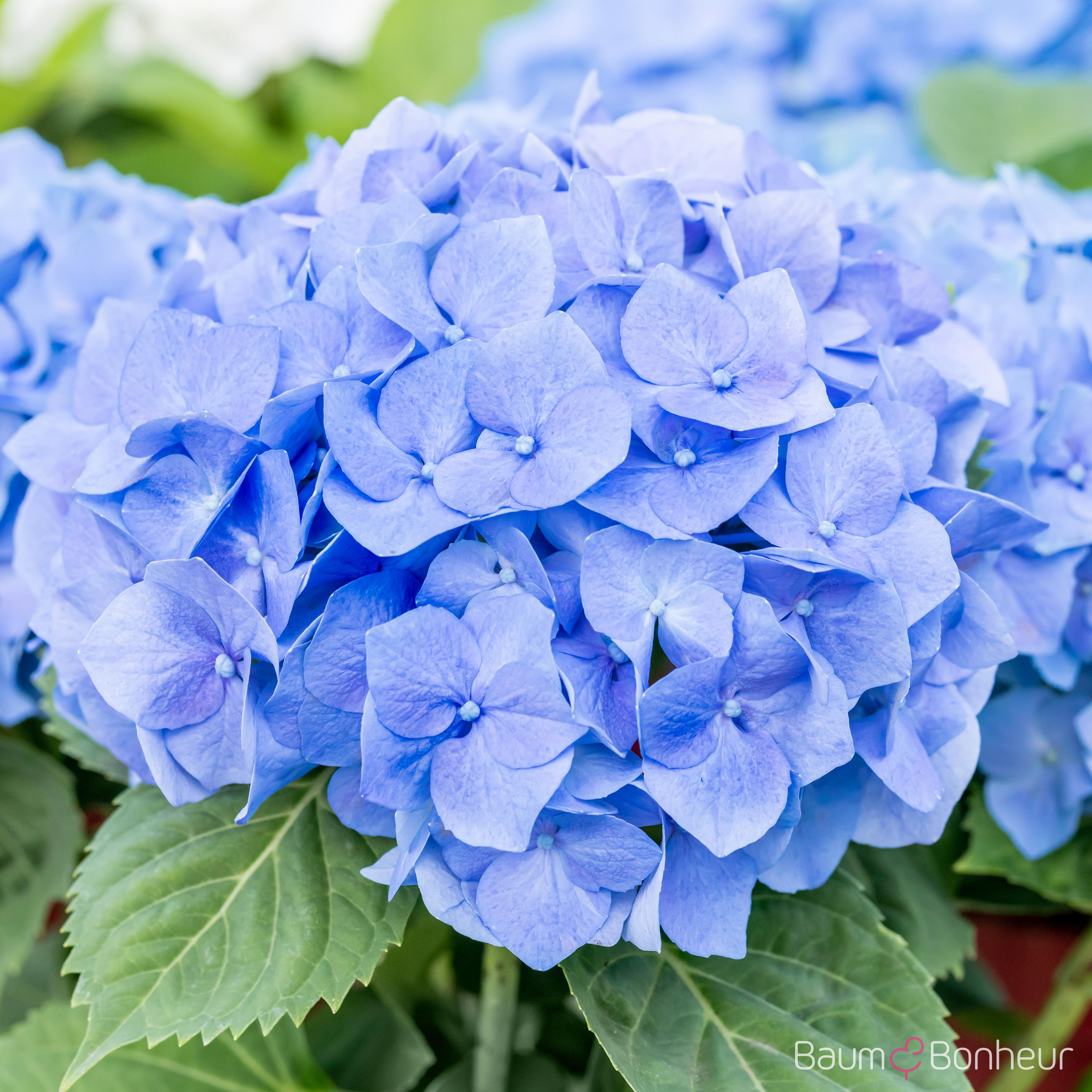 Hydrangea macrophylla 'Bela'®