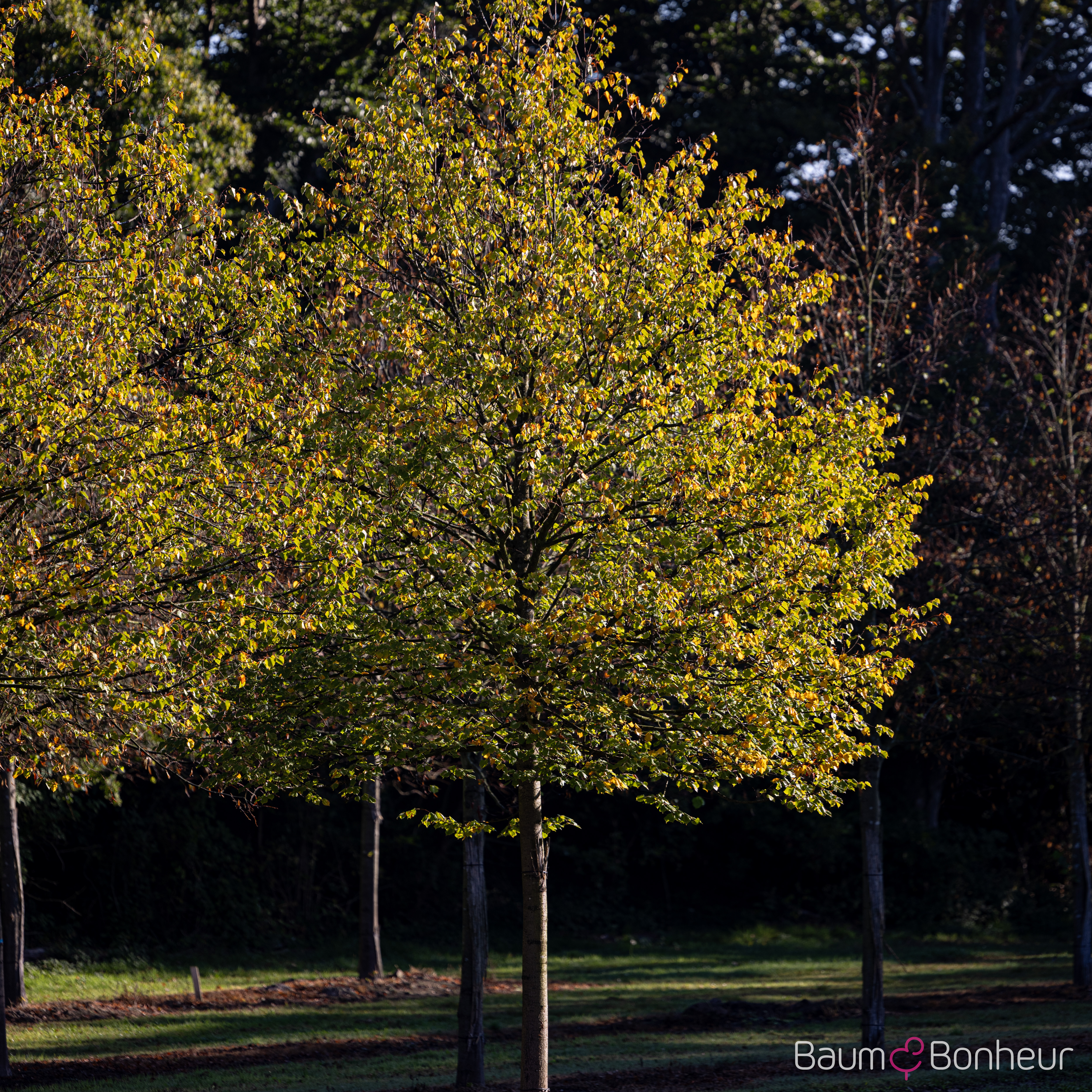 Tilia cordata 'Greenspire'