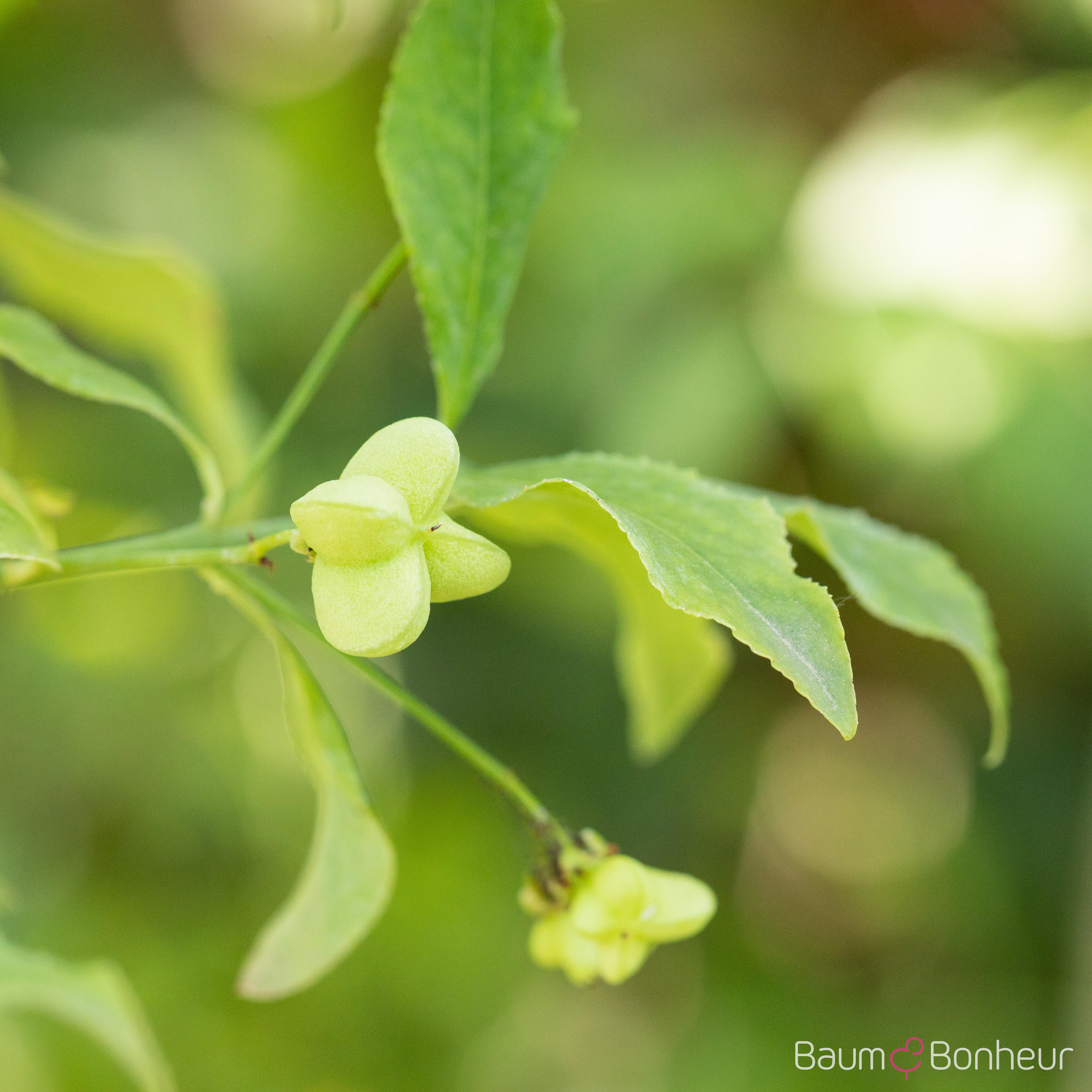 Euonymus europaeus
