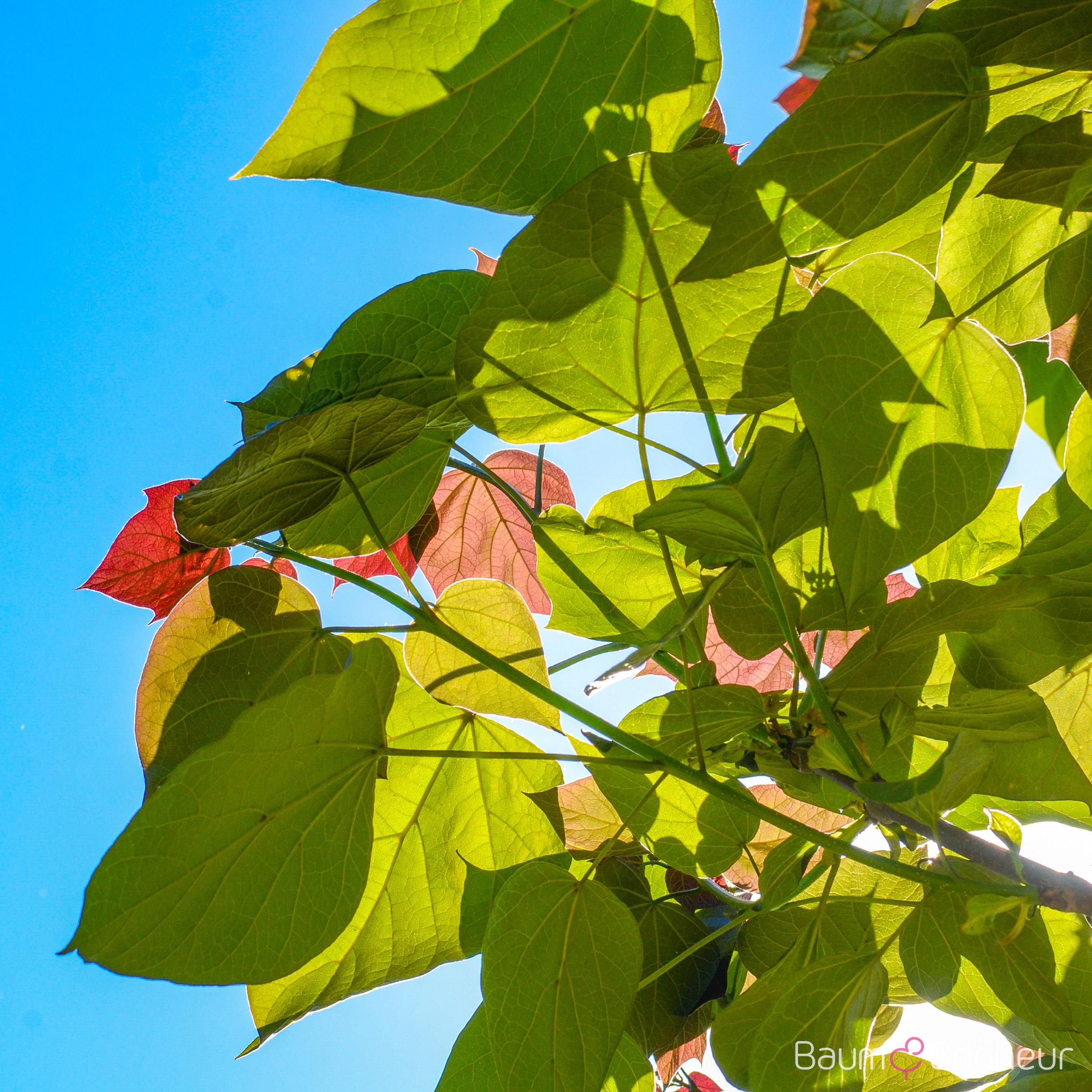 Catalpa x erubescens 'Purpurea'