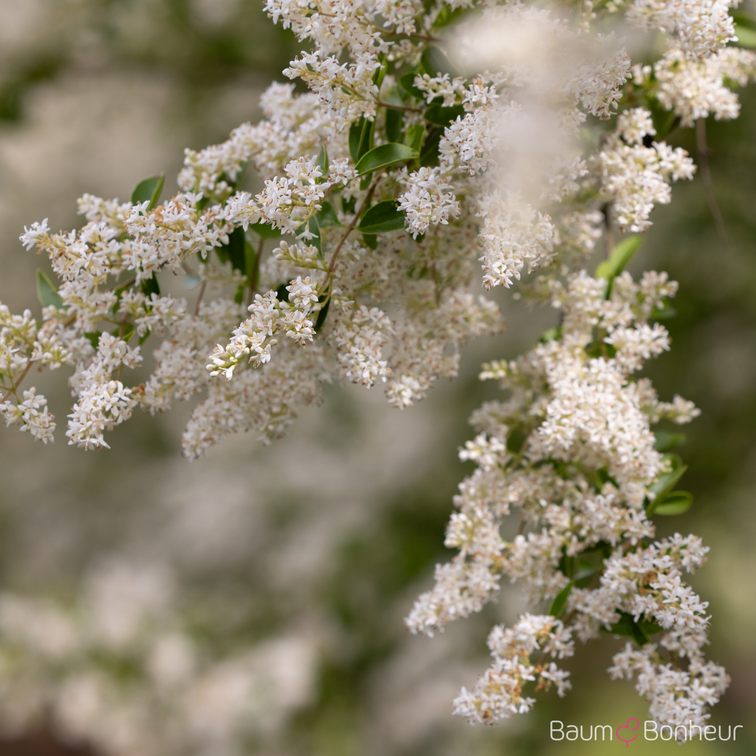 Ligustrum ibota