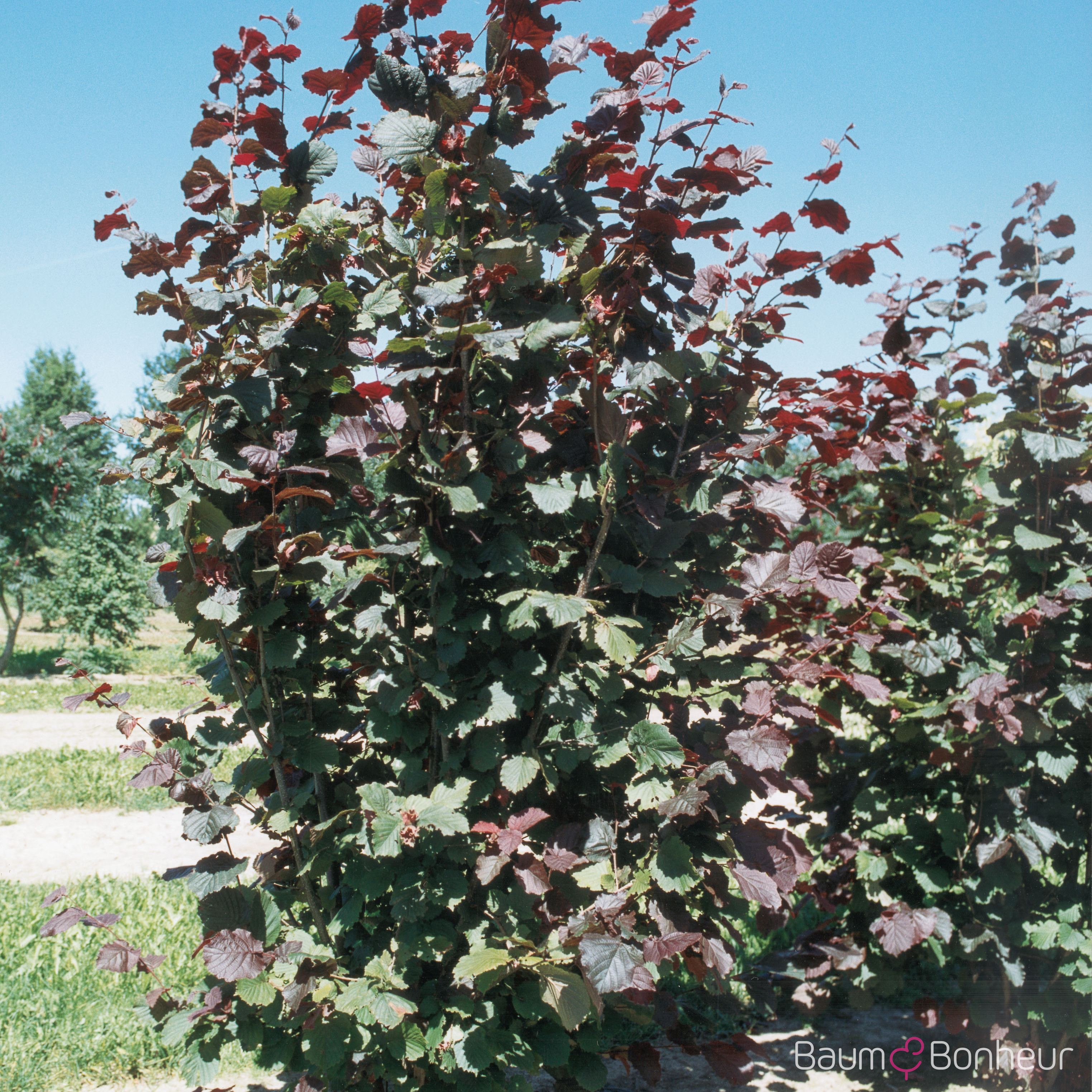 Corylus maxima 'Purpurea'